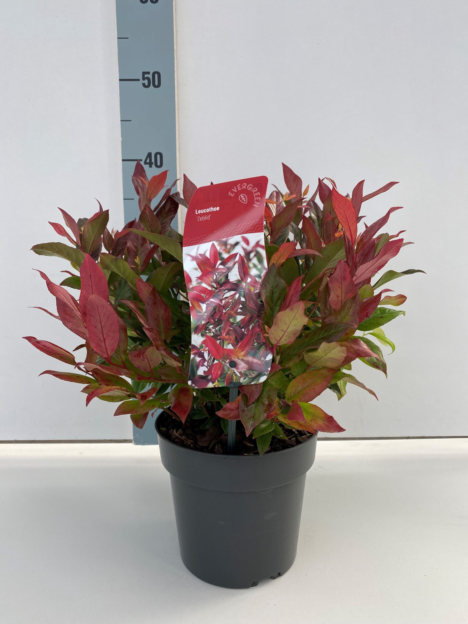 Leucothoe 'Zeblid', D 17 cm