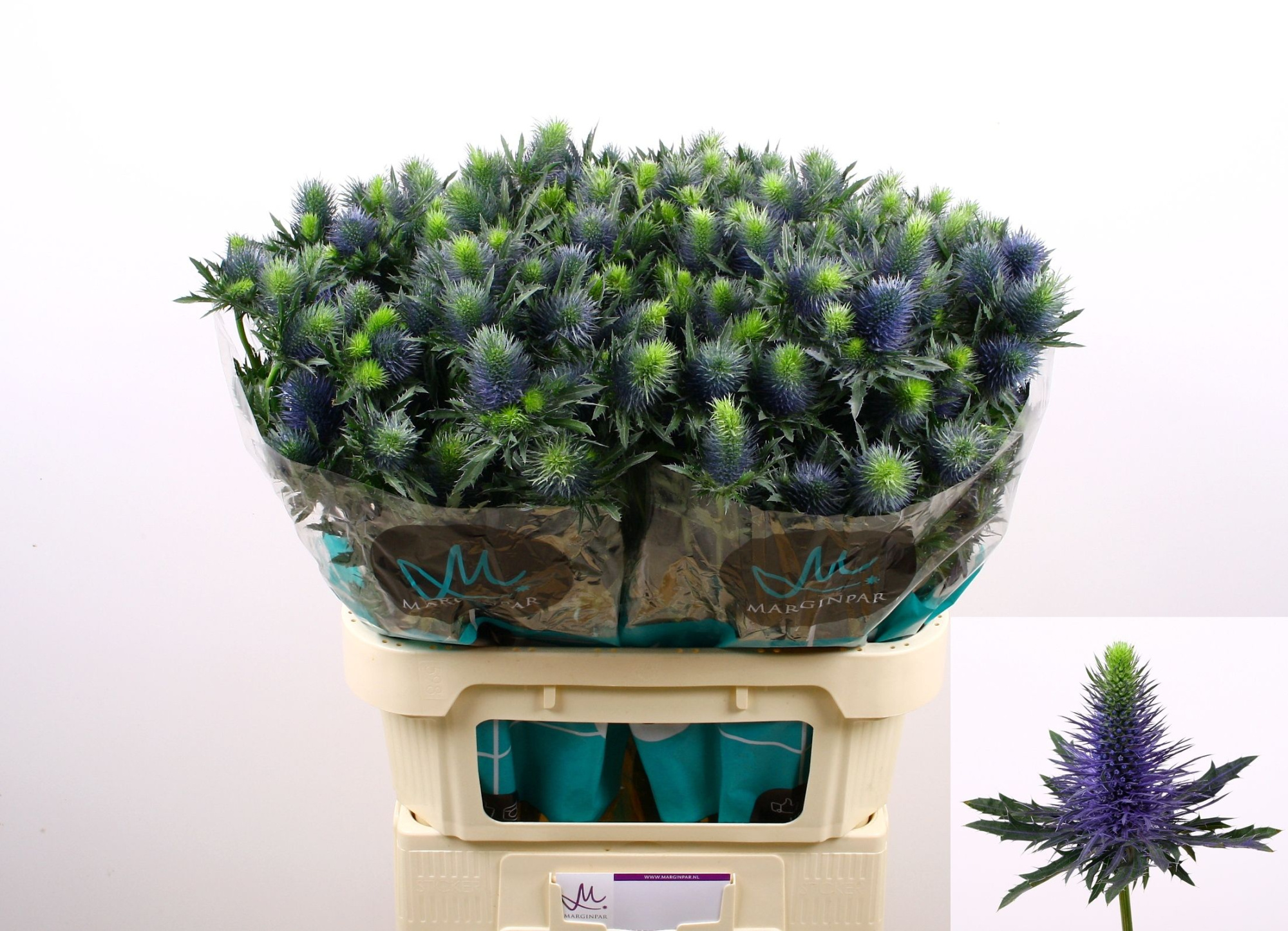 Эрингиум Супернова Кьюстар 80 (син.), шт.