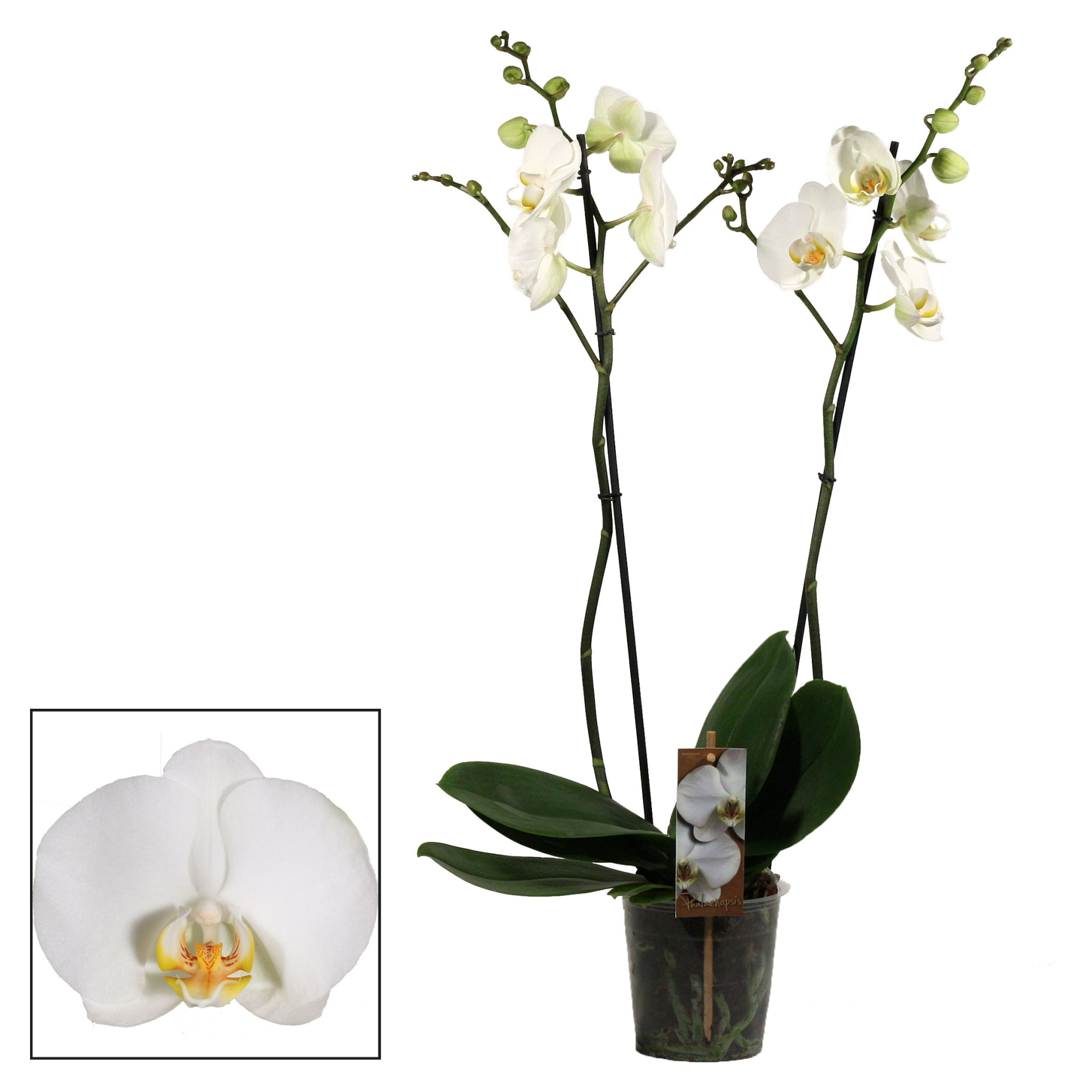 Phalaenopsis 2 tak wit, D 12 cm