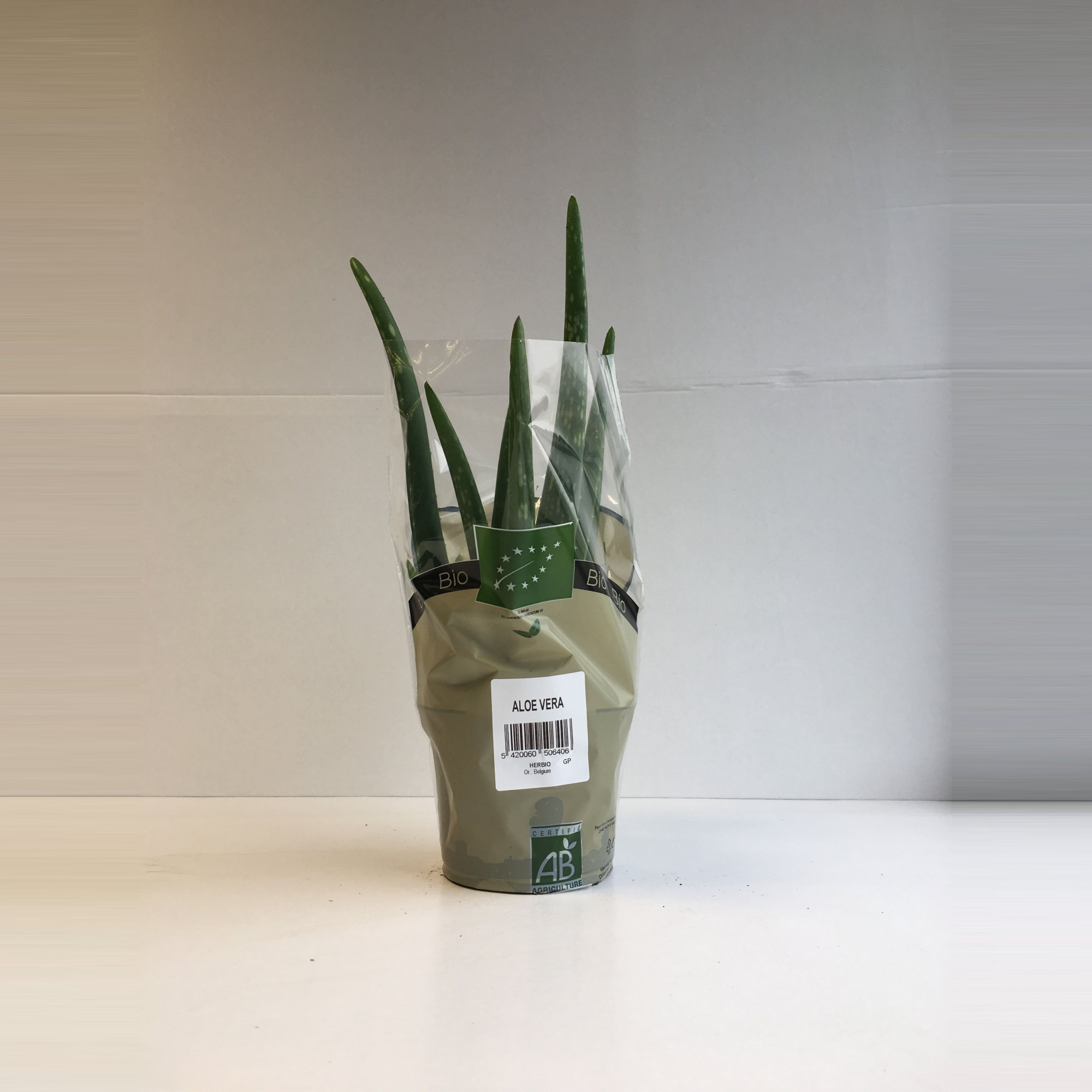 Aloë Vera P12, D 12 cm