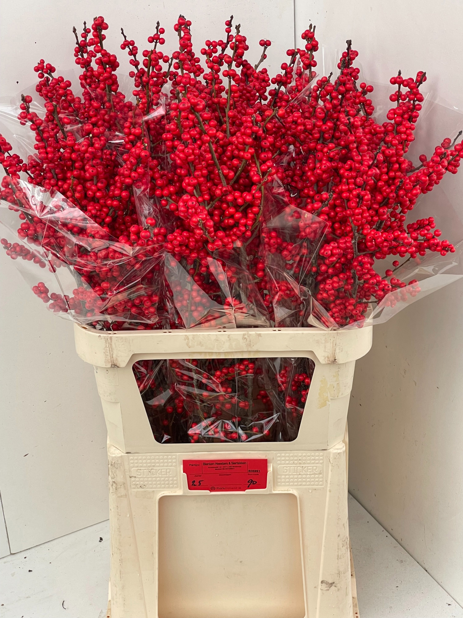 Илекс Красные ягоды 90, шт.