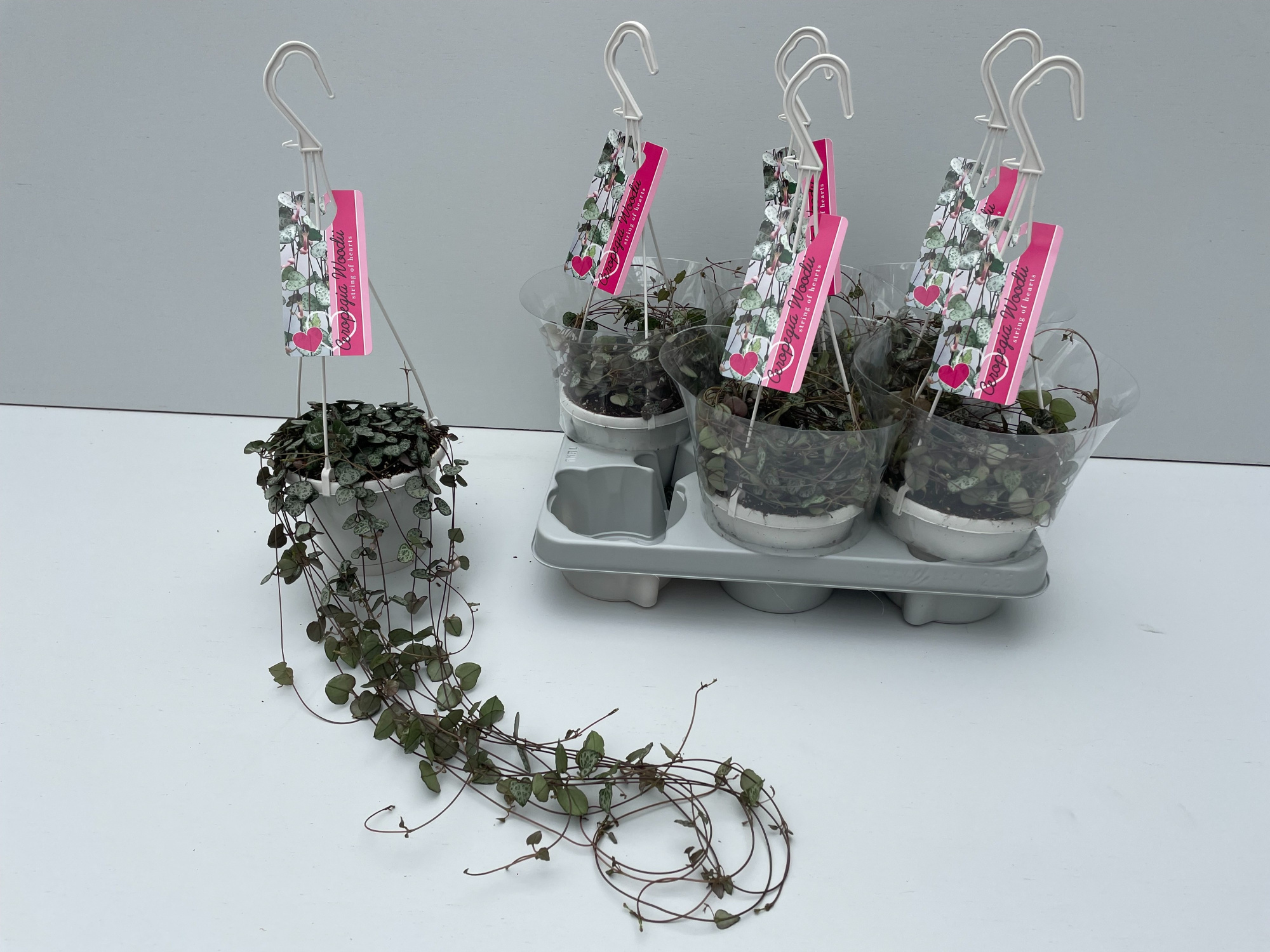 Ceropegia Woodii, D 14 cm