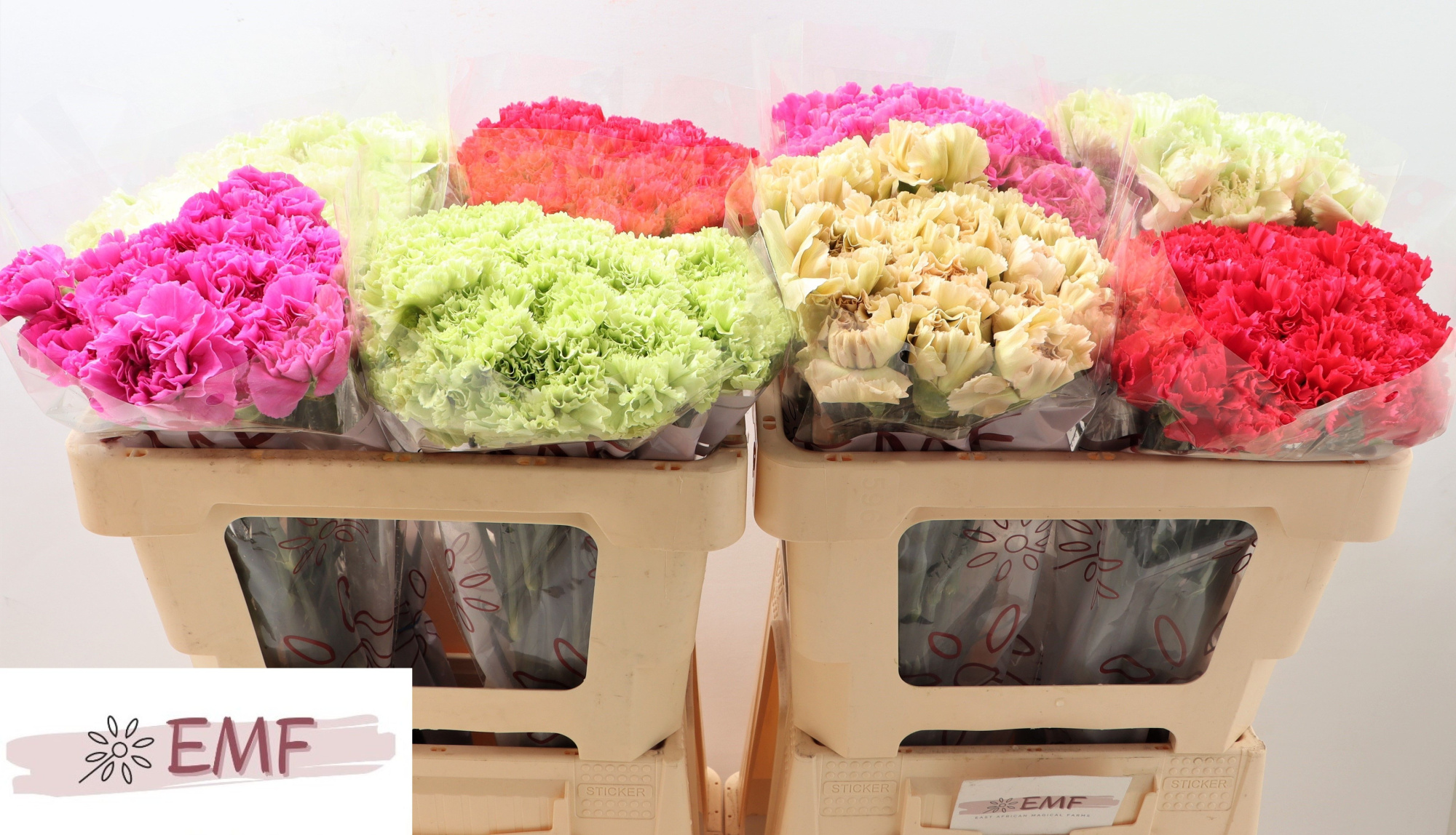 Диантус од. Микс в баке, шт.