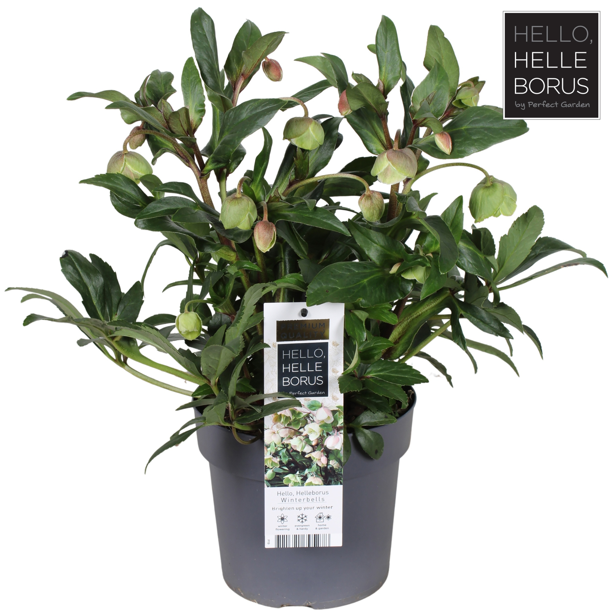 Helleborus 'Winterbells' P19, D 19 cm