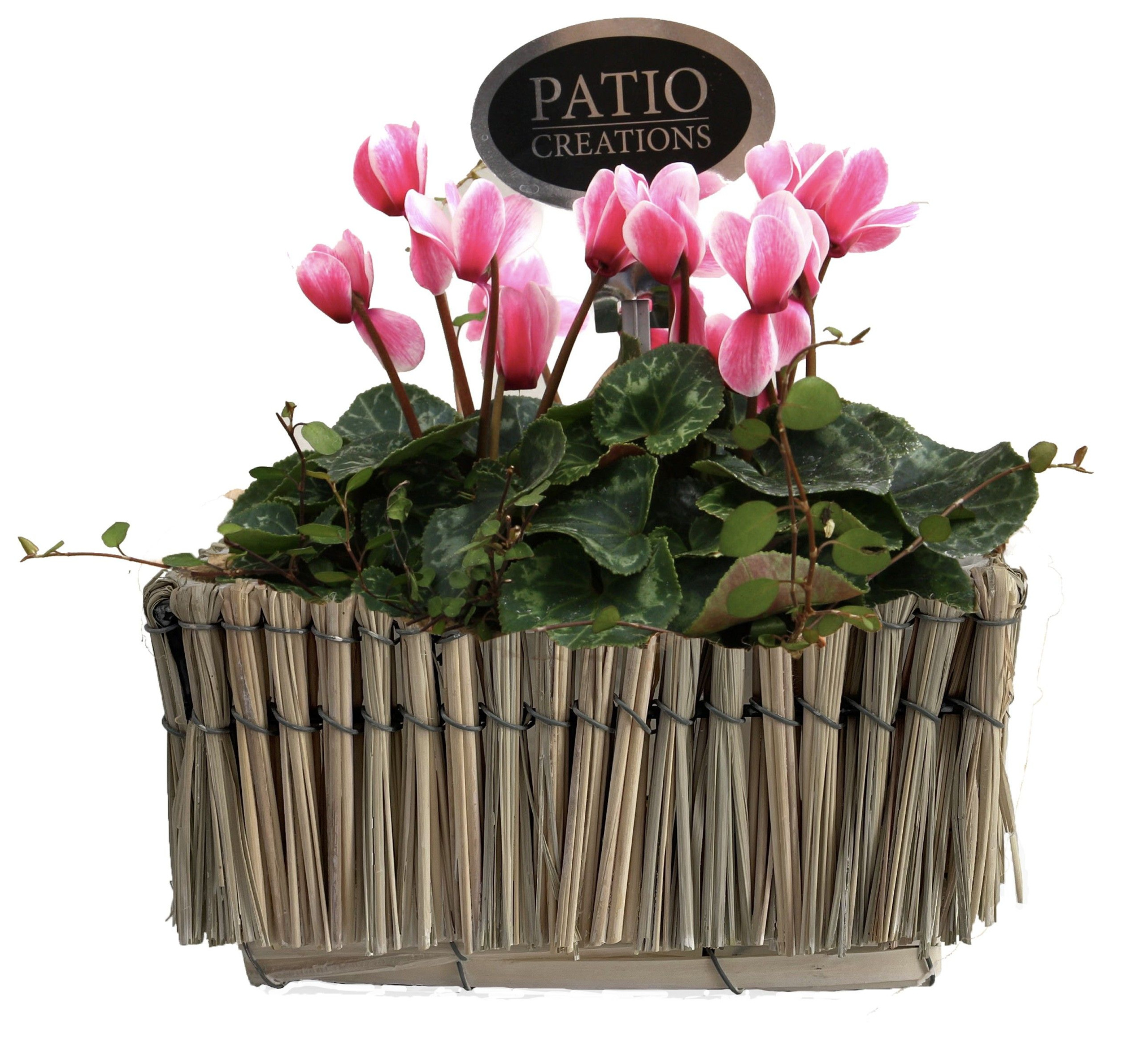 CYM820-9001 Cyclaam/Muehlenbeckia Lona S, D 21 cm