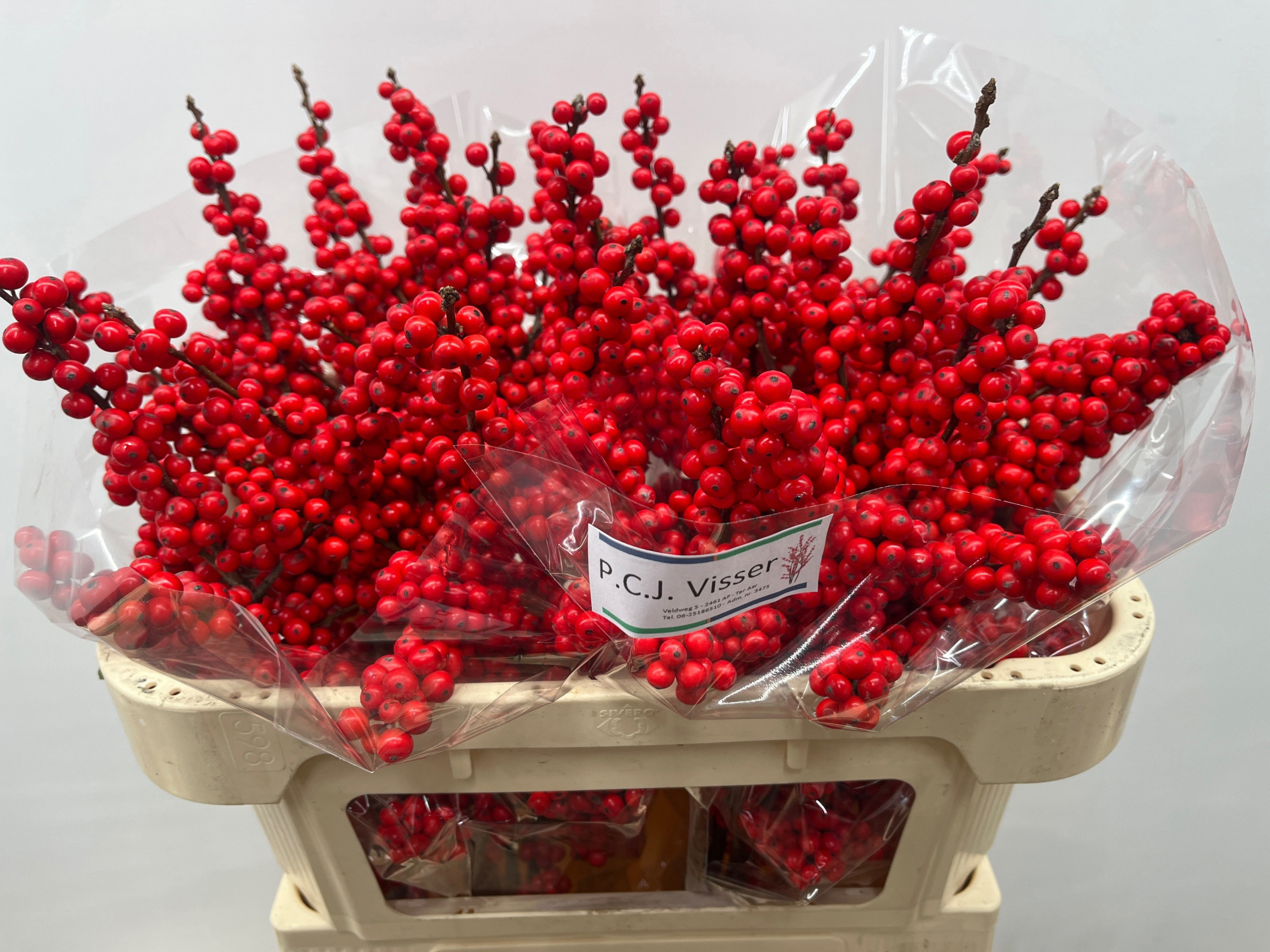 Илекс Красные ягоды 70, шт.