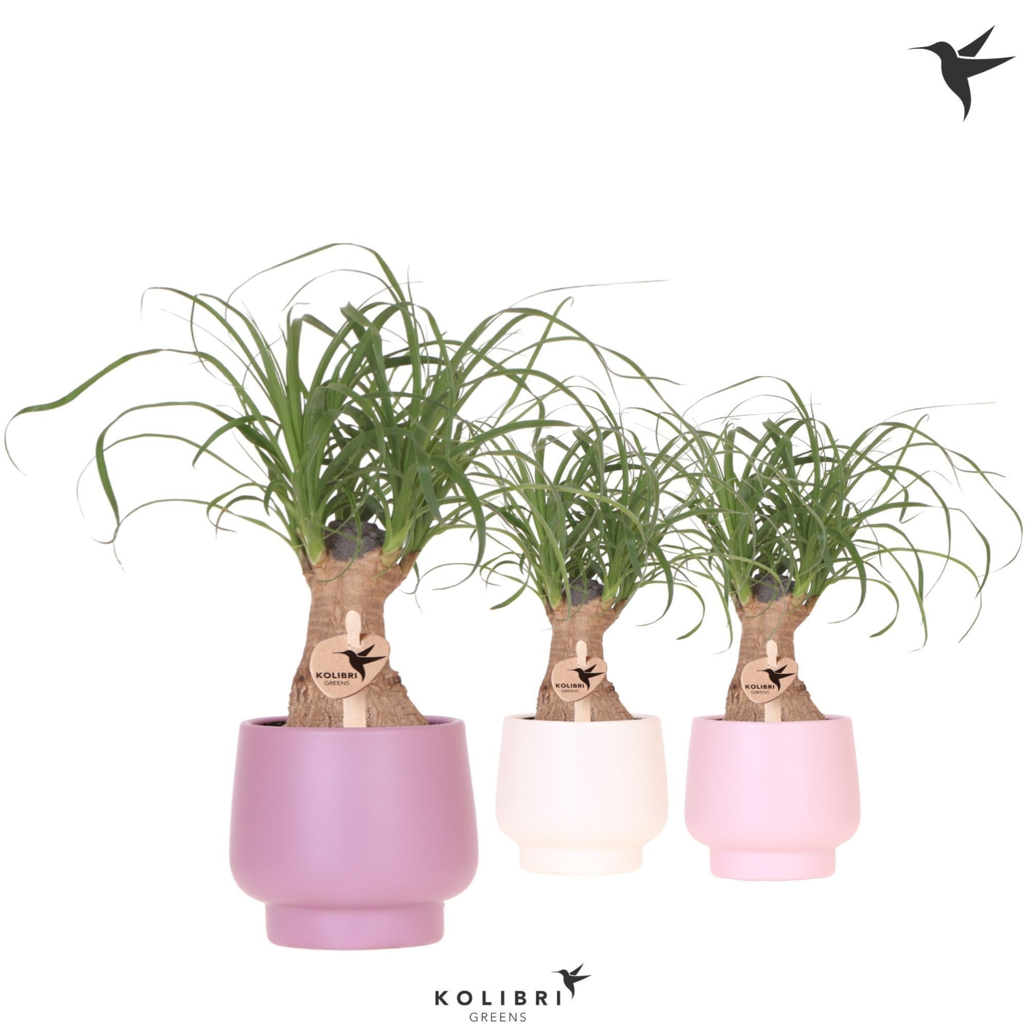 Kolibri Greens Beaucarnea in Scandic pot pink mix, D 9 cm