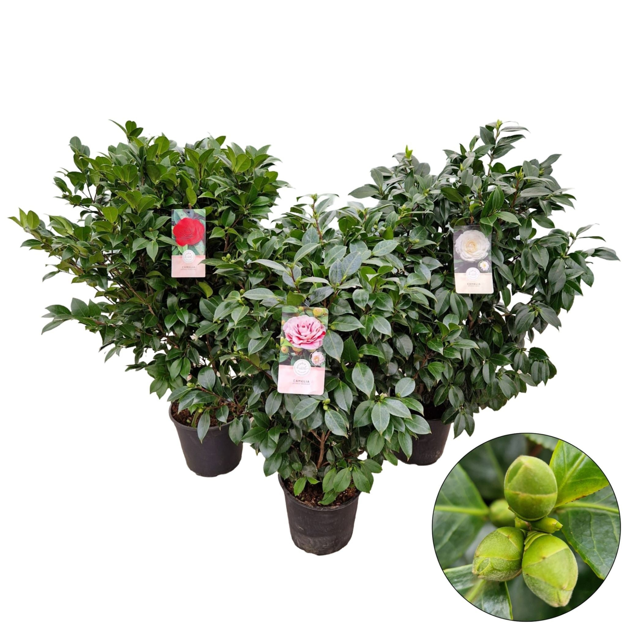 Camellia jap. 'Mix', D 29 cm