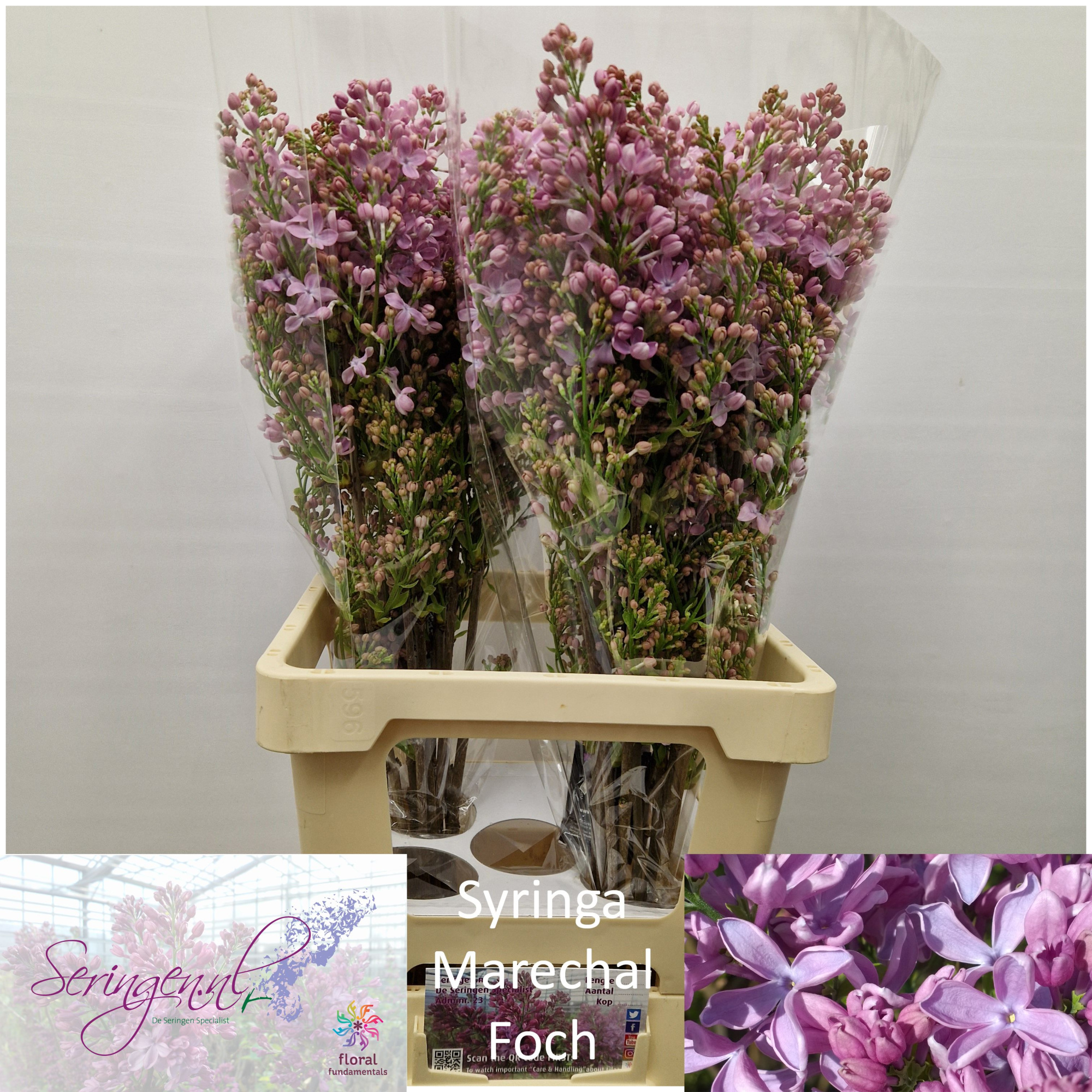 Сирень Маршал Фох 70 (роз.), шт.