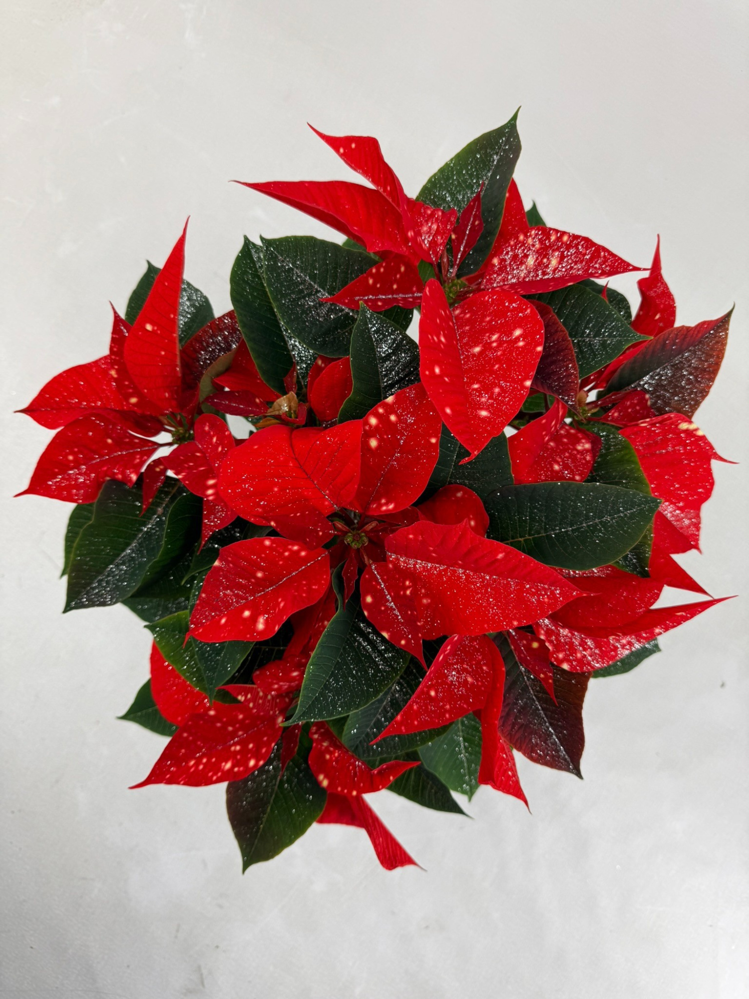 Fantasy star orange pot 13 met zilverglitter, D 13 cm