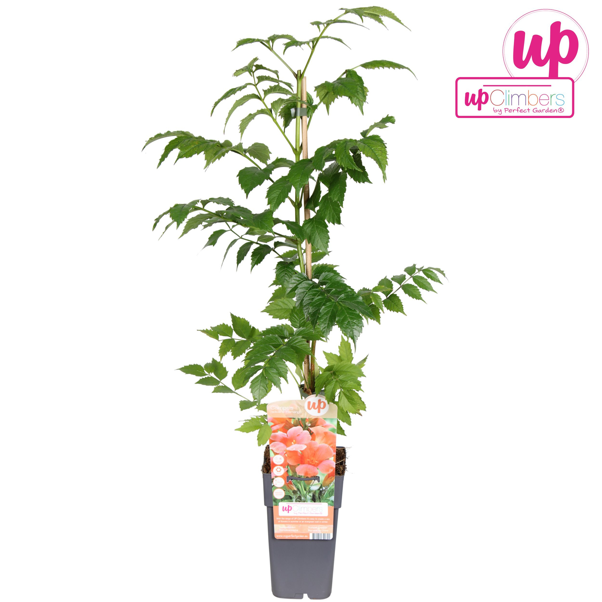 Campsis radicans Flamenco (geënt) P15, D 15 cm