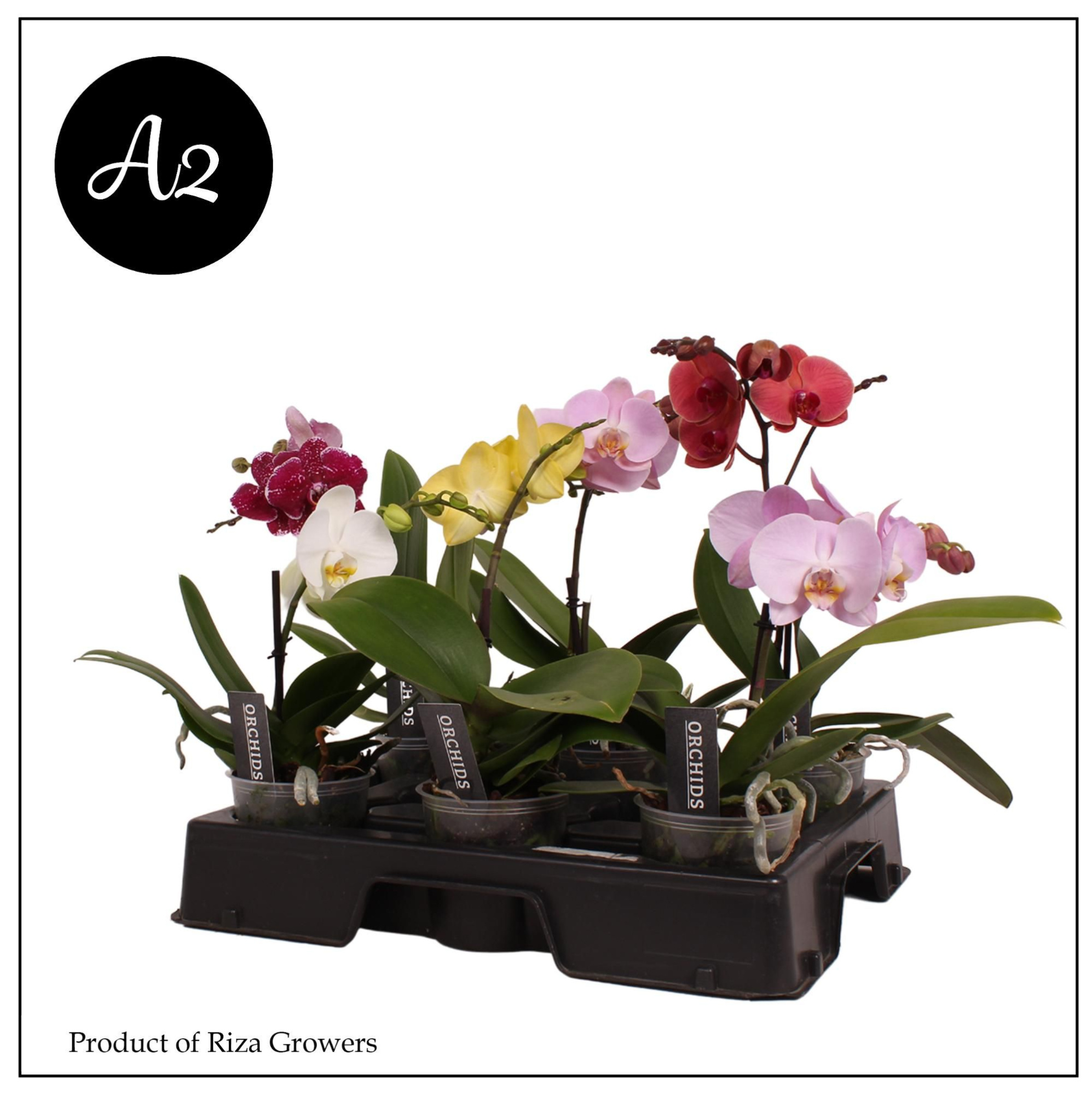 Phal. A2 Spirit Mix - 1 spike 12cm, D 12 cm