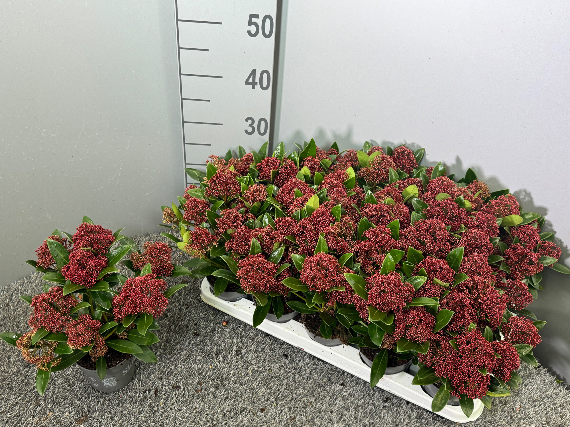 Skimmia japonica 'Rubesta', D 10,5 cm