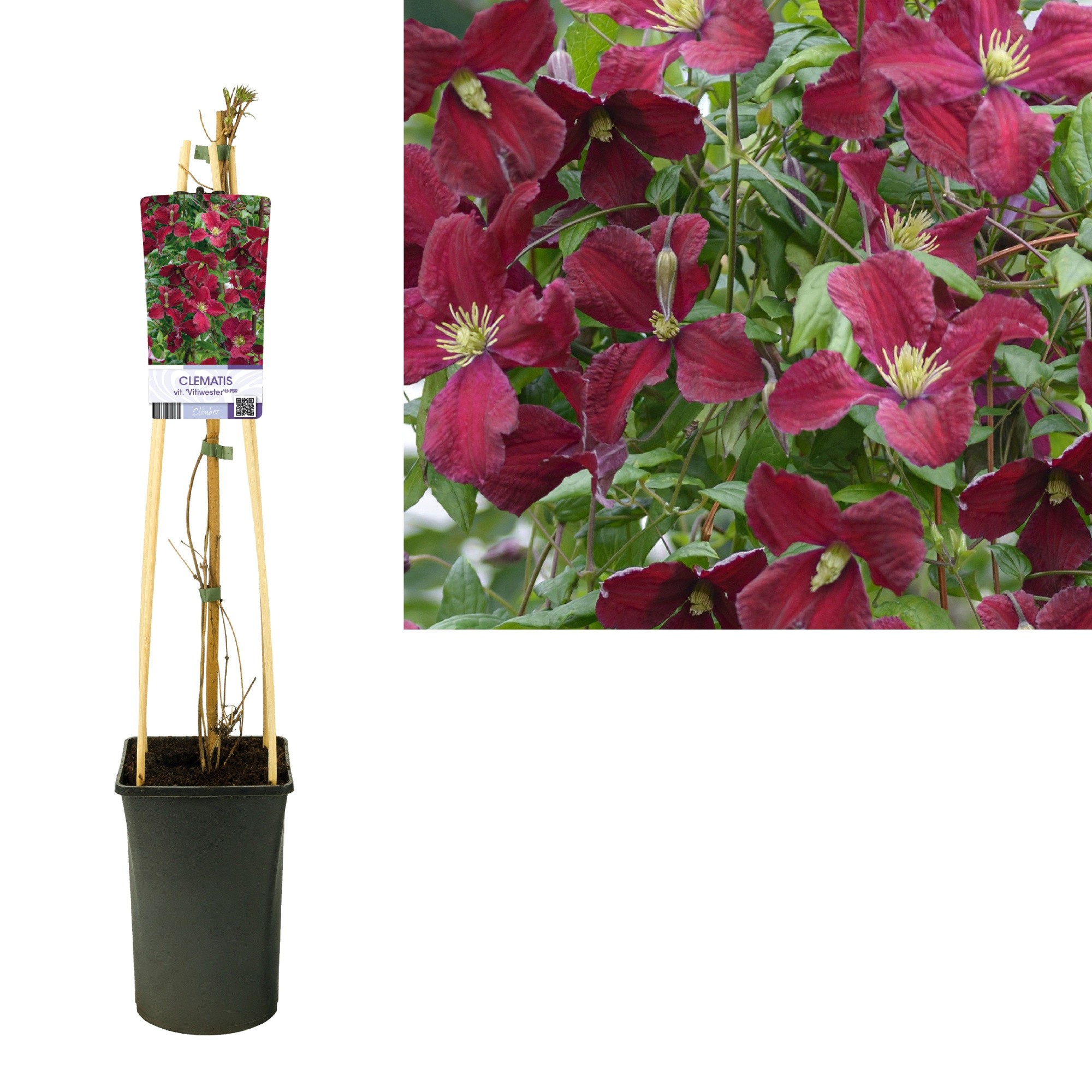 Clematis vit. 'Vitiwester'® PBR +light label, D 17 cm
