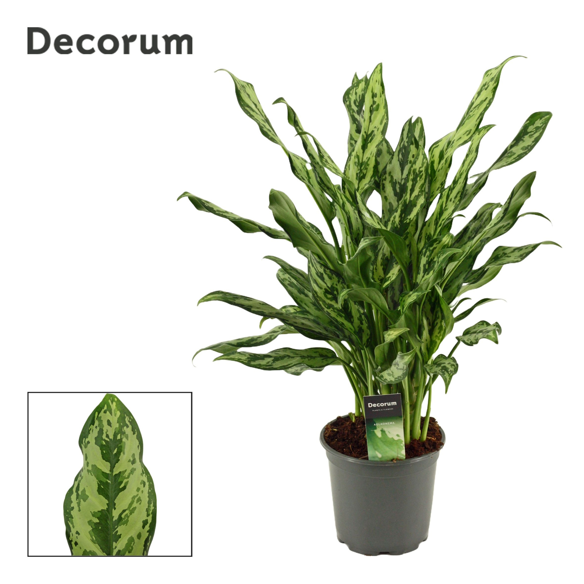 Aglaonema 17 cm Miss Julliette (Decorum), D 17 cm