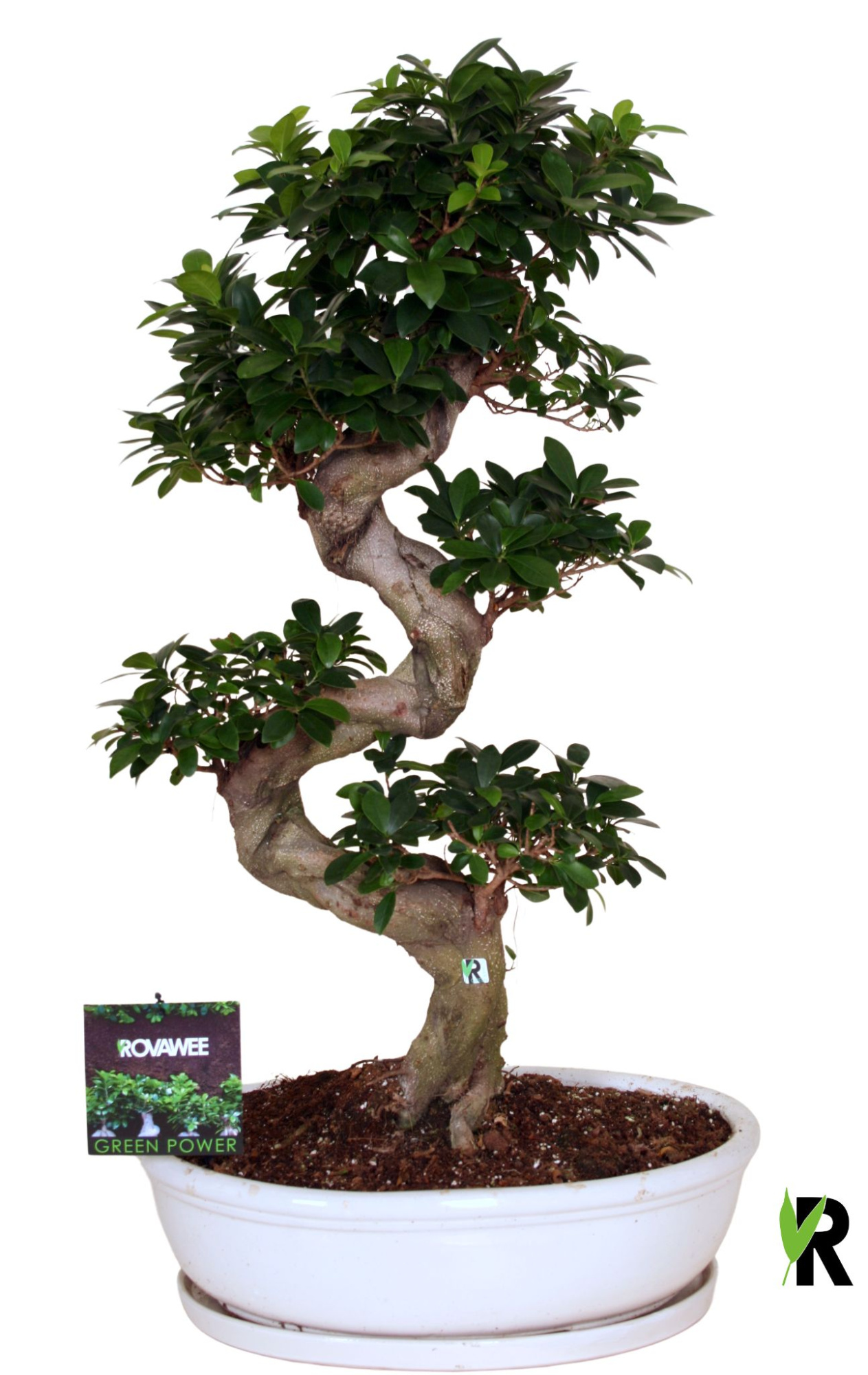 Ficus micr. S-type in keram. ovale schaal met schotel wit, D 50 cm