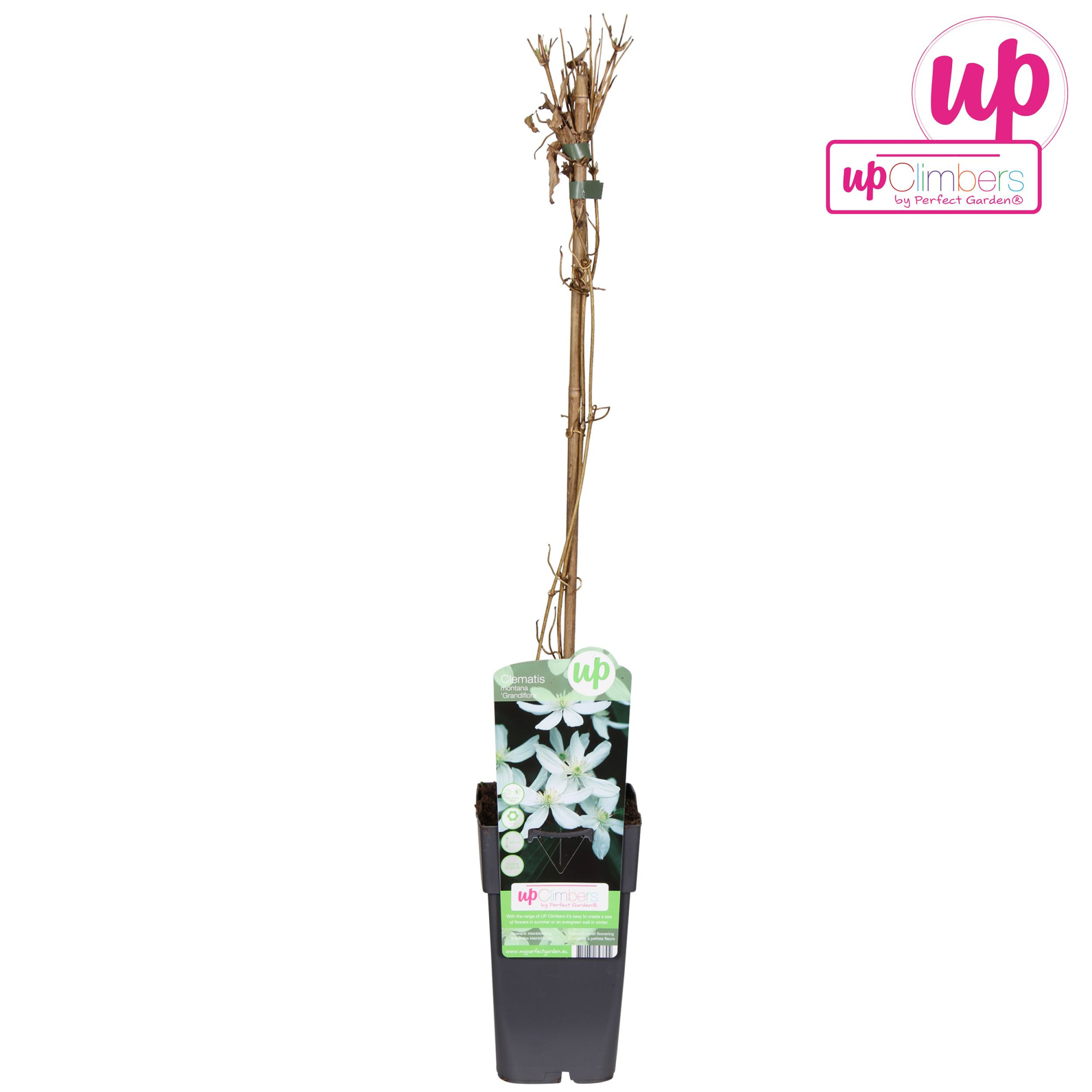 Clematis Montana Grandiflora P15, D 15