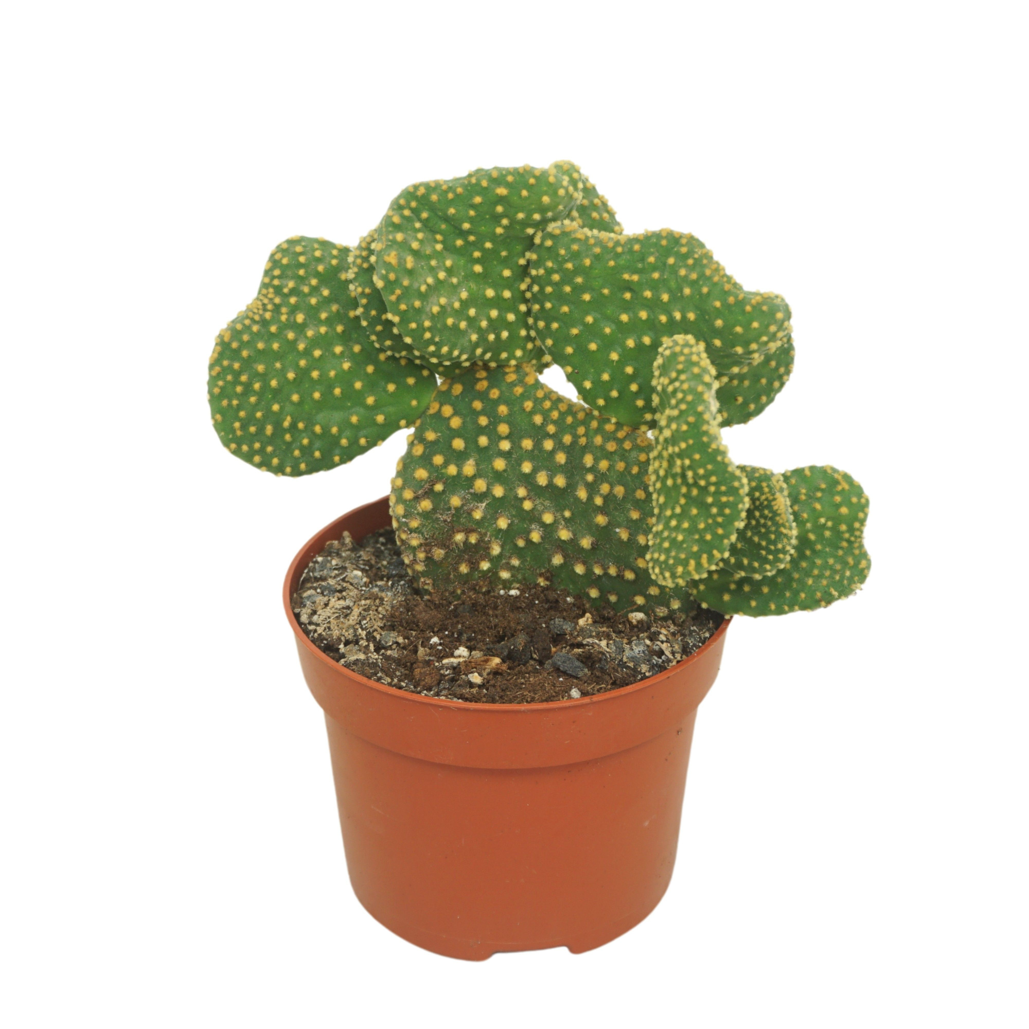 Opuntia cristata 12 cm, D 12 cm