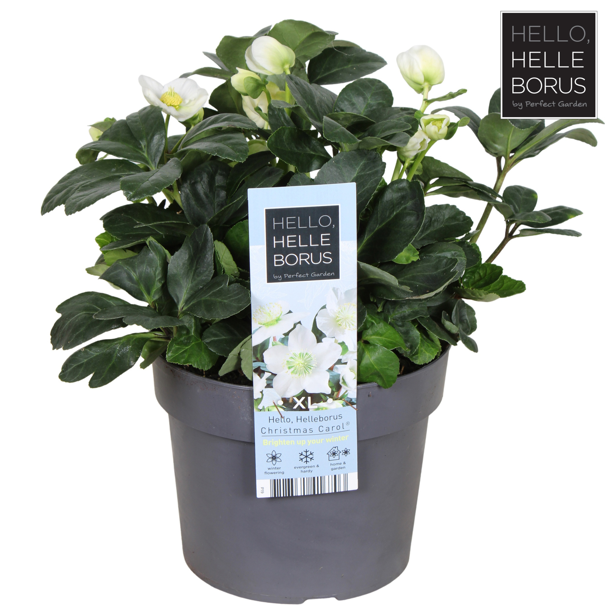 Helleborus niger 'Christmas Carol' P19, D 19 cm