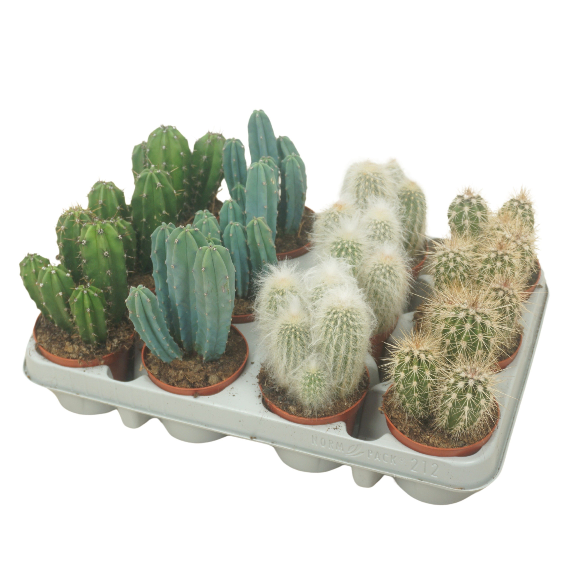Cereus mix 8,5 cm in 12 gaats tray, D 8,5