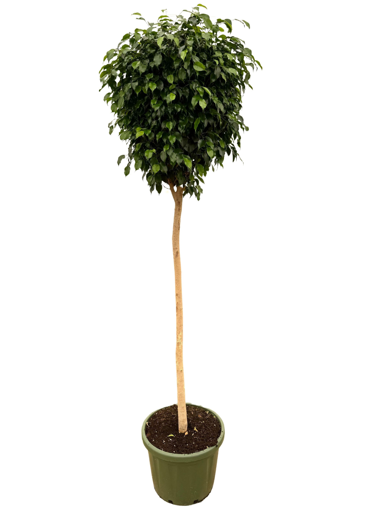 Ficus benjamina danielle P49, D 49 cm