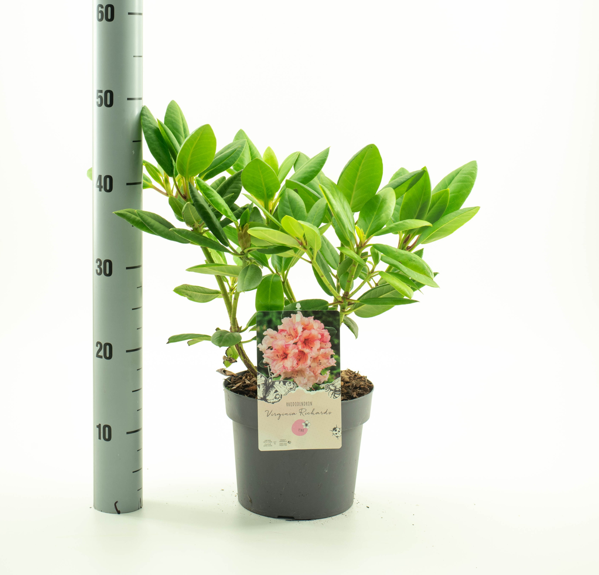 Rhododendron Virginia Richards', D 19 cm