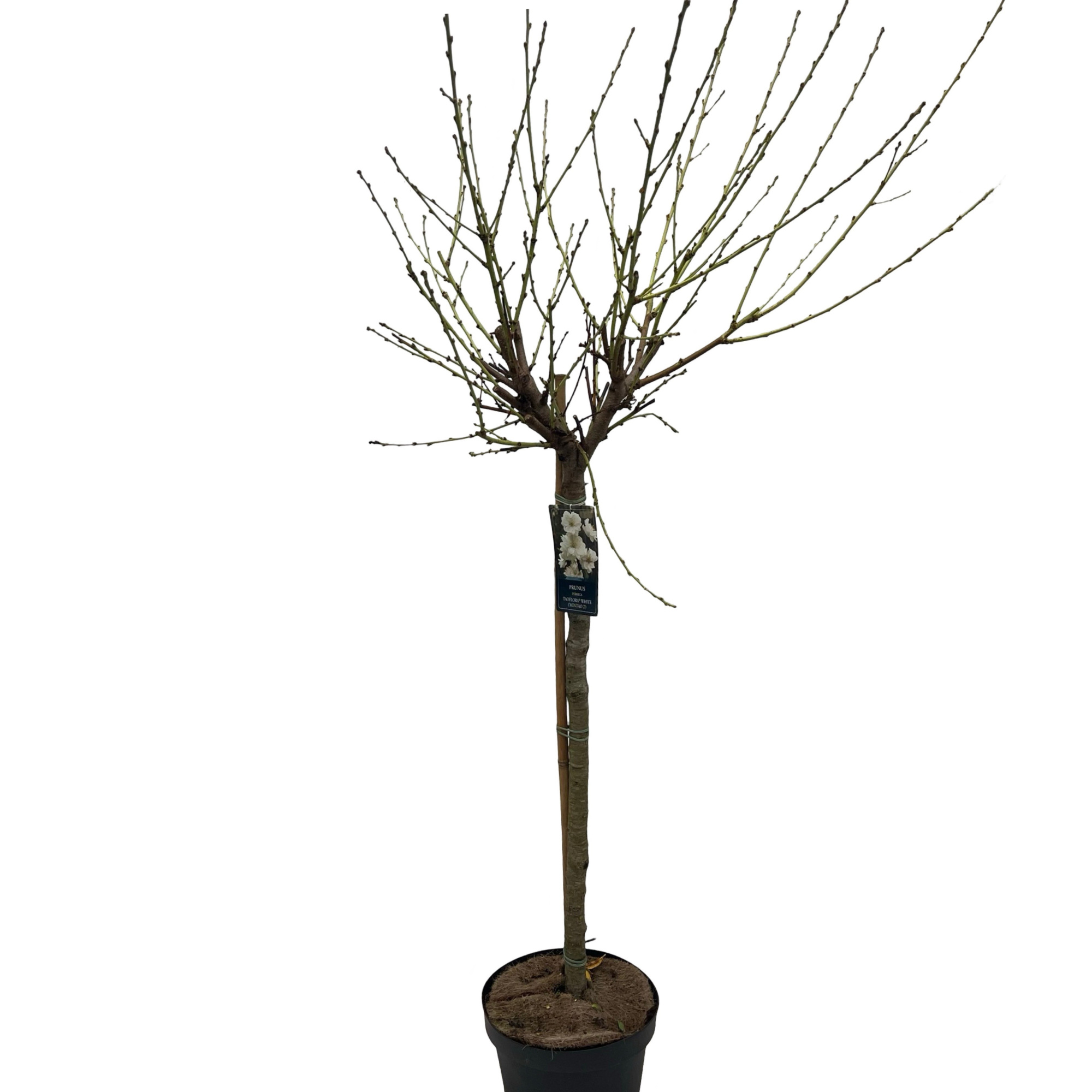 Prunus 'Taoflora White' 90cm, D 26