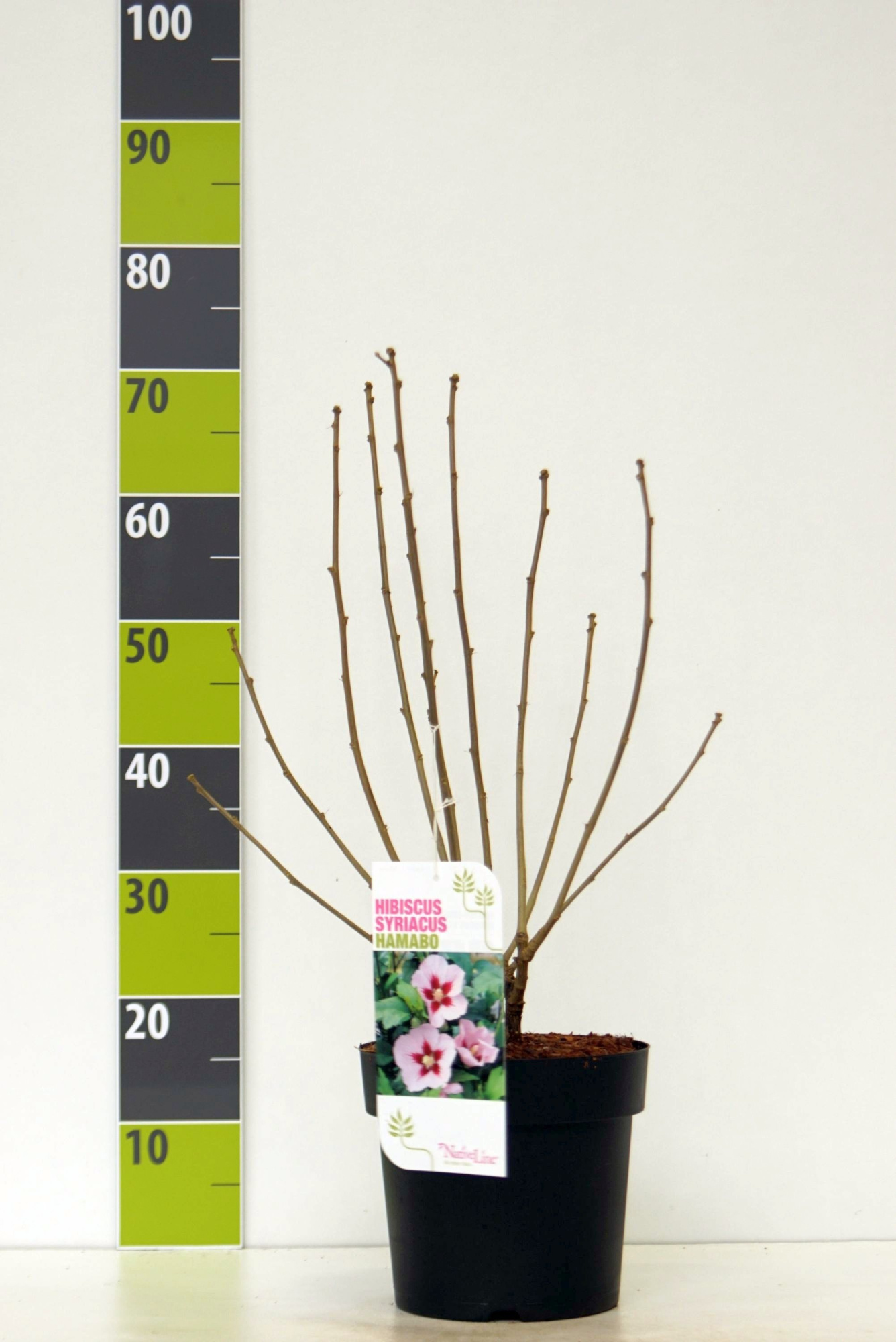 Hibiscus syr. 'Hamabo' C 4,6, D 23