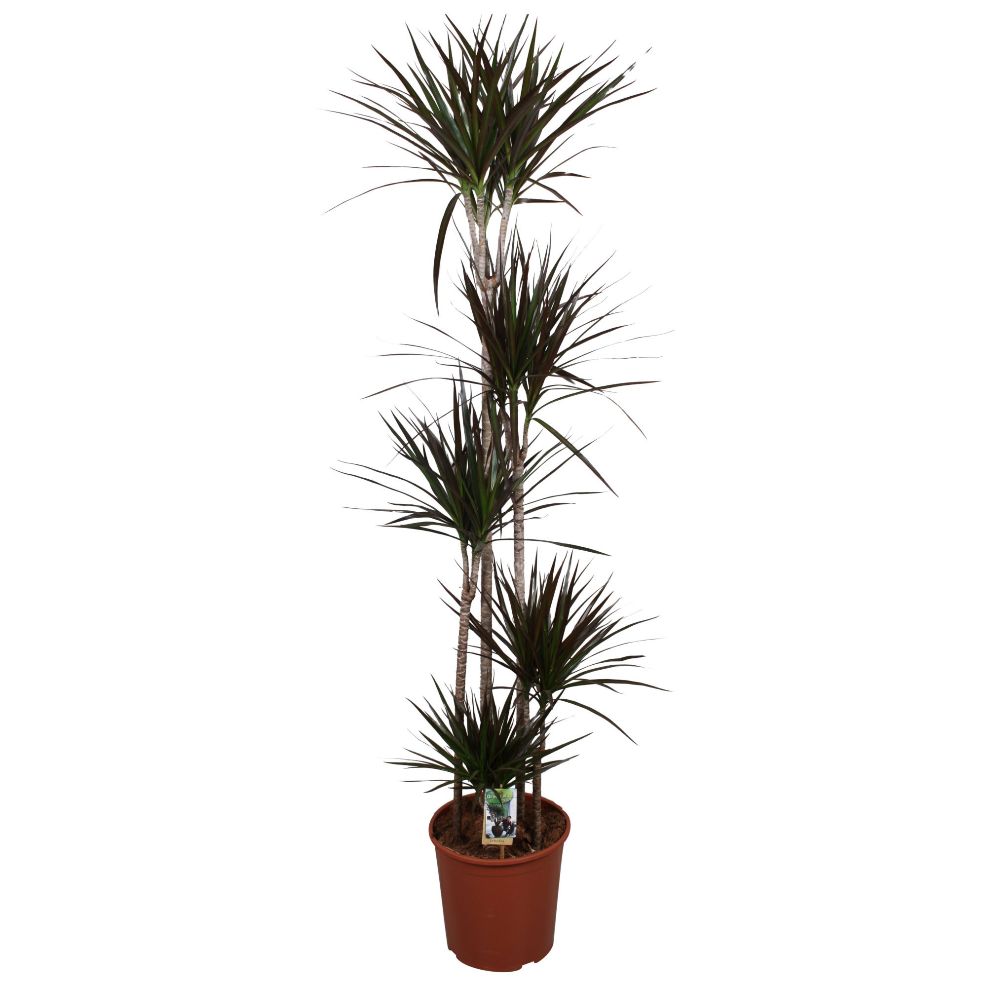 Dracaena Magenta 120-90-60-30-15, D 30 cm
