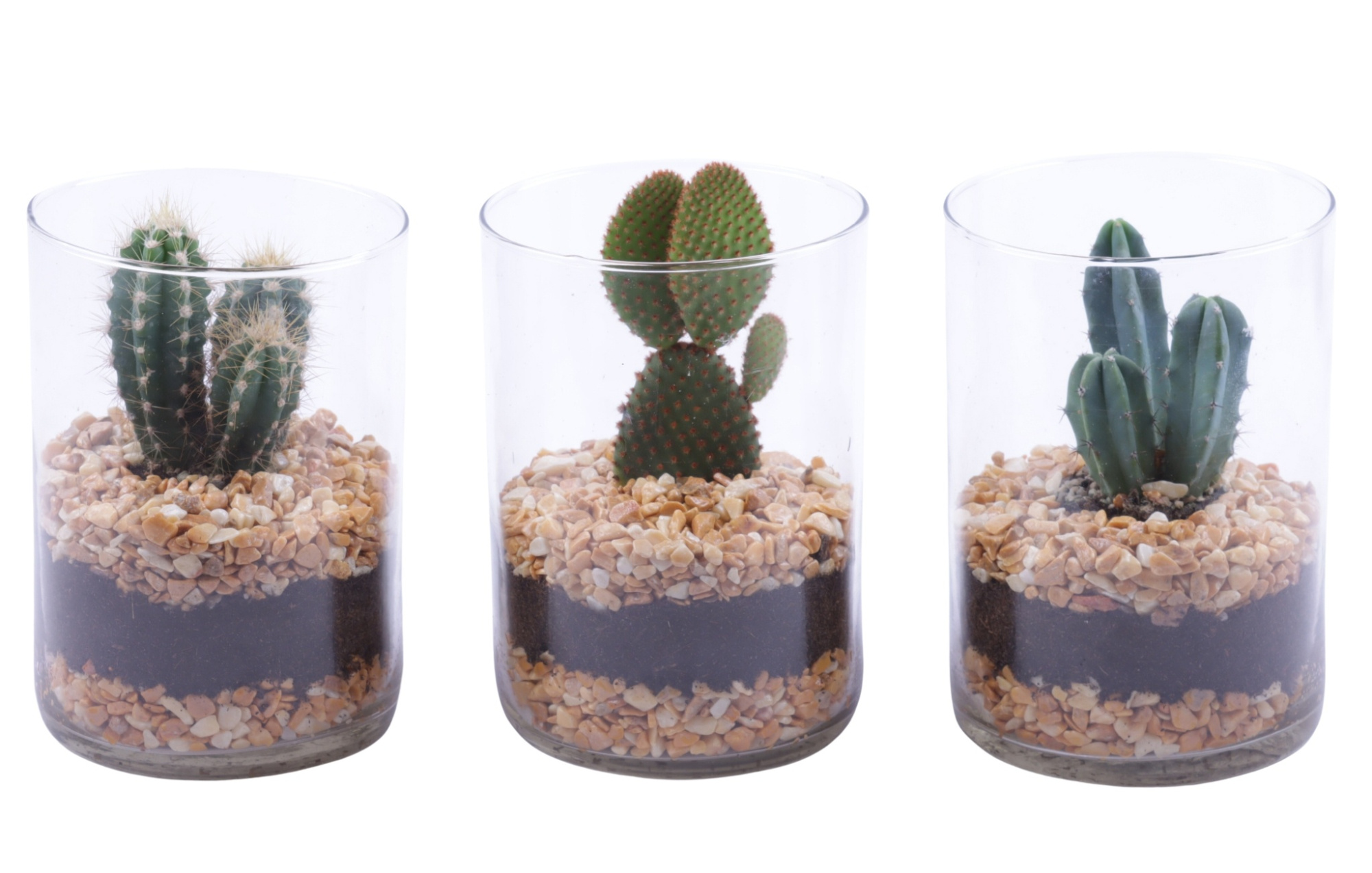 Yearround Arr. Cactus Glass Cylinder Ø11,5cm 1PP, D 12