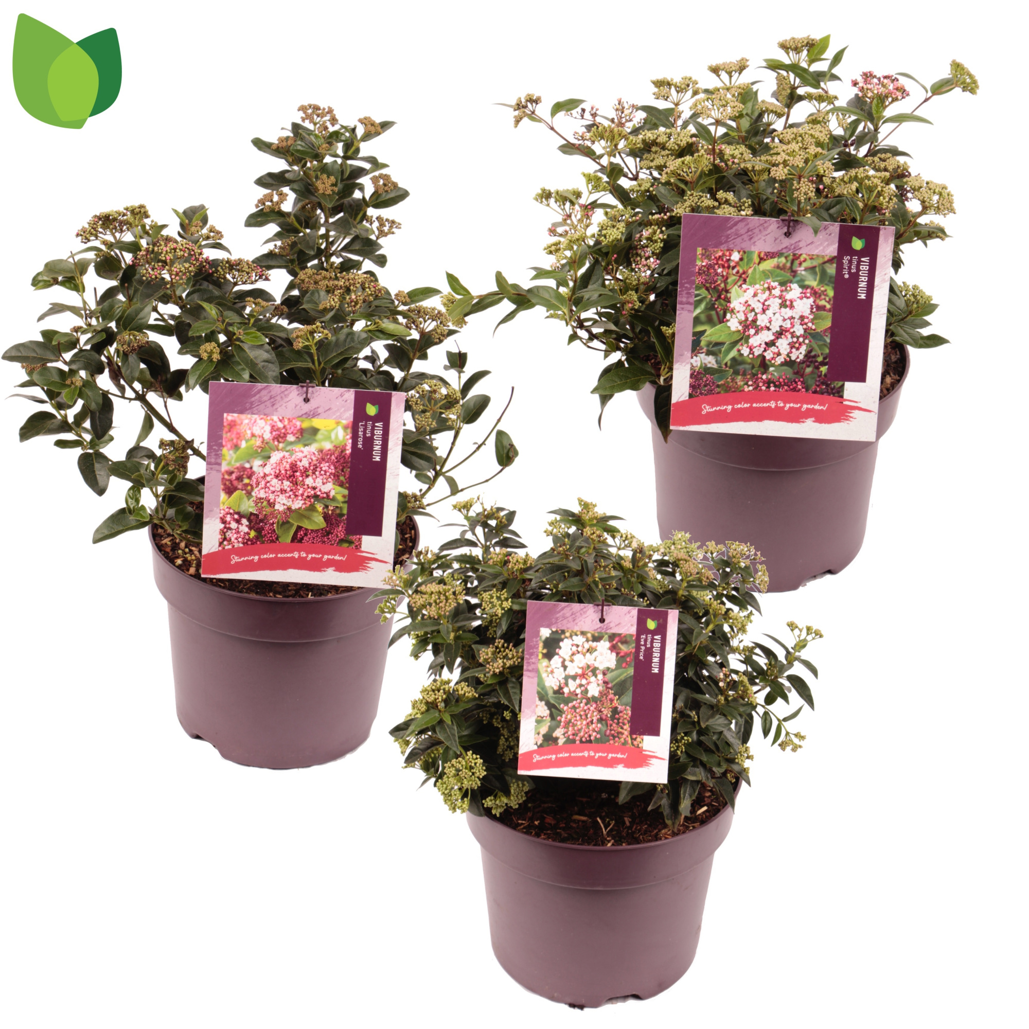 Viburnum tinus C7,5/P26 MIX, D 26