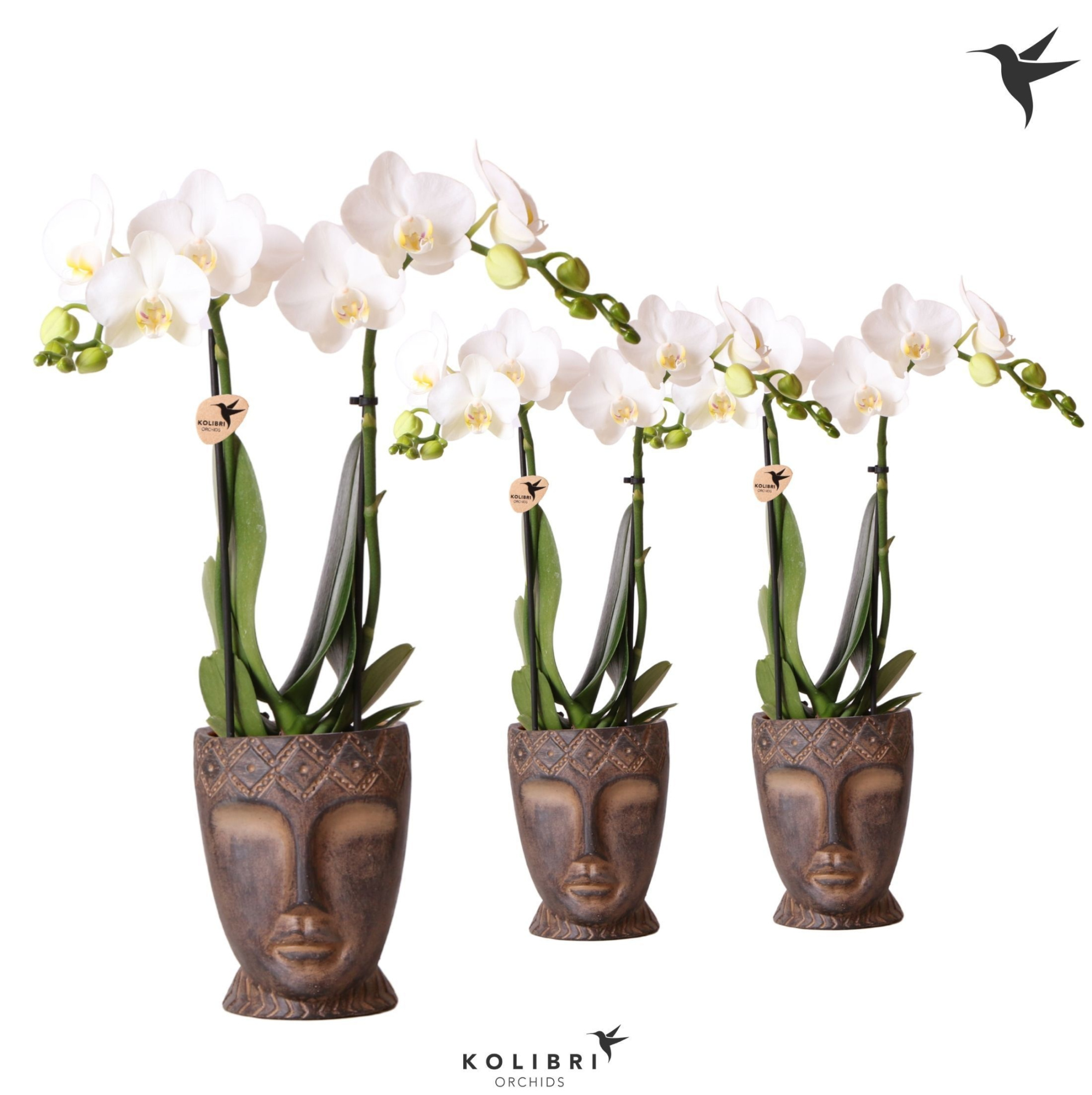 Kolibri Orchids Phalaenopsis white 2 spike in Totem Mask pot, D 9