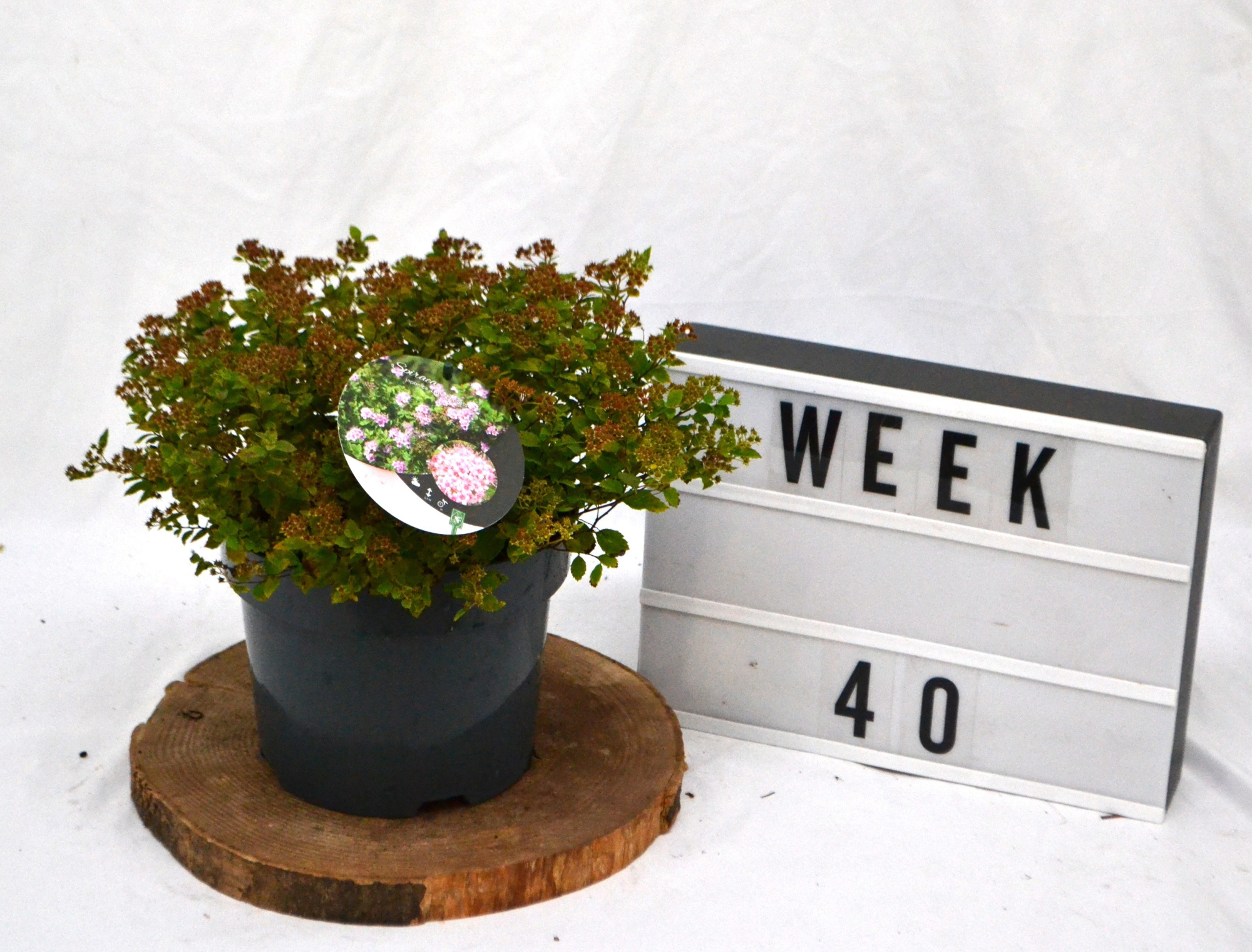 Spiraea japonica 'Little Princess C3, D 19 cm