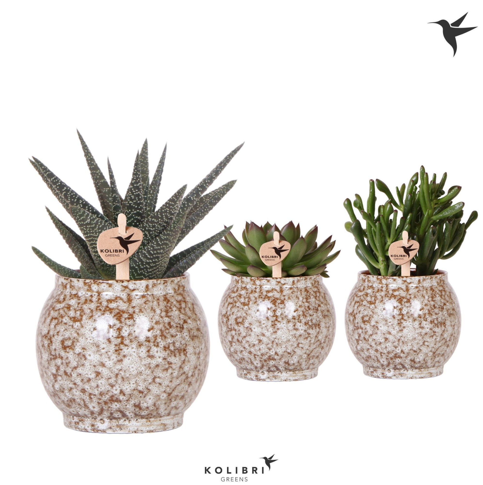 Kolibri Greens Succulenten mix in Safari pot, D 9 cm