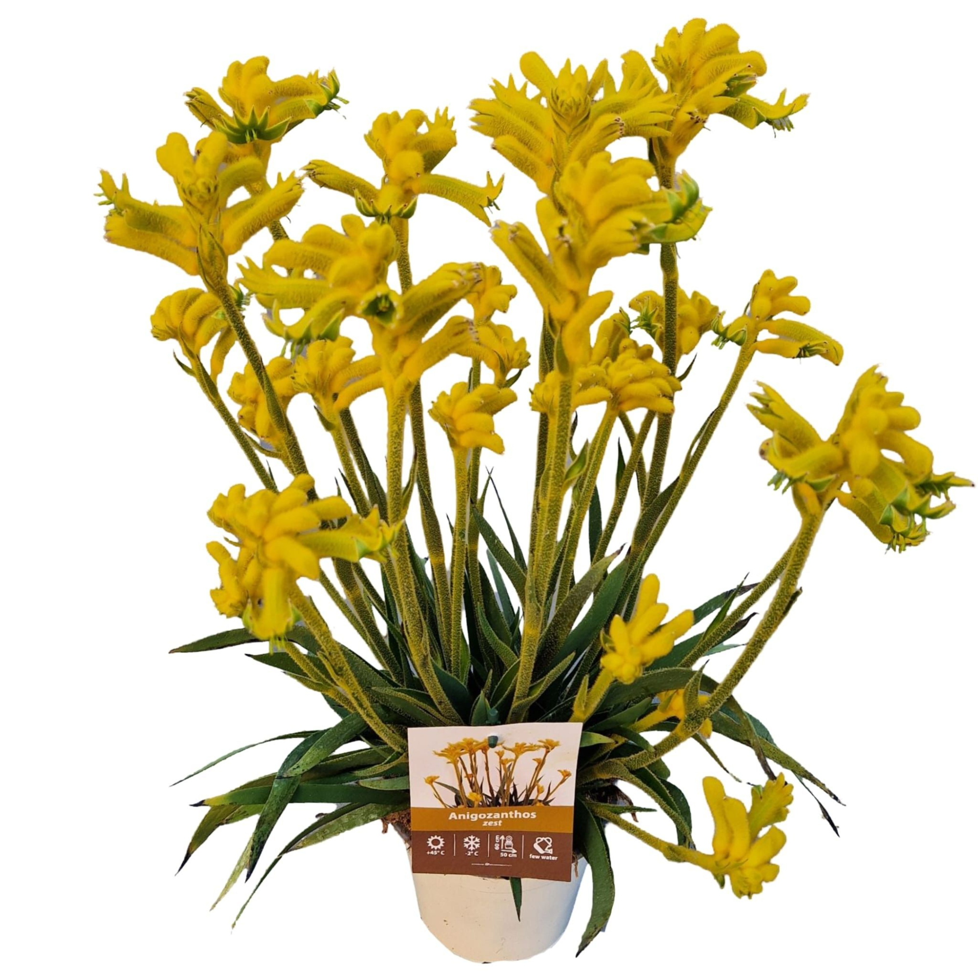 Anigozanthos 'Yellow Bonanza', D 14