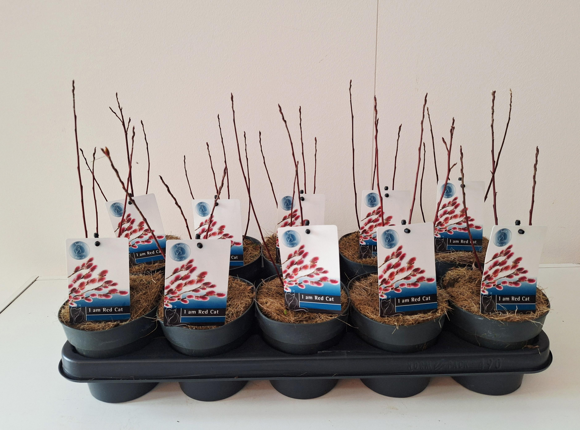 Salix Mount Aso bush p12, D 12