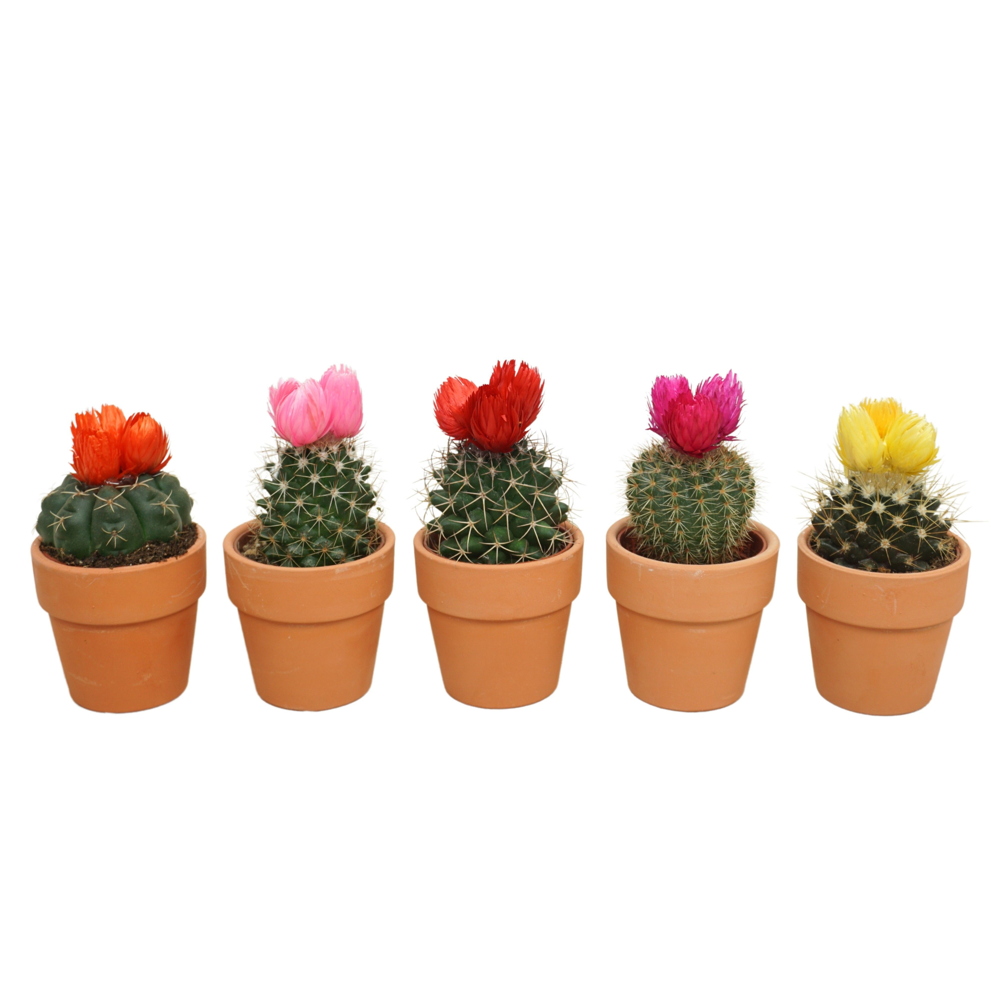 Cactus mix 3 plakbloemen in 6 cm 'Terracotta Kraagpotje', D 5,5 cm