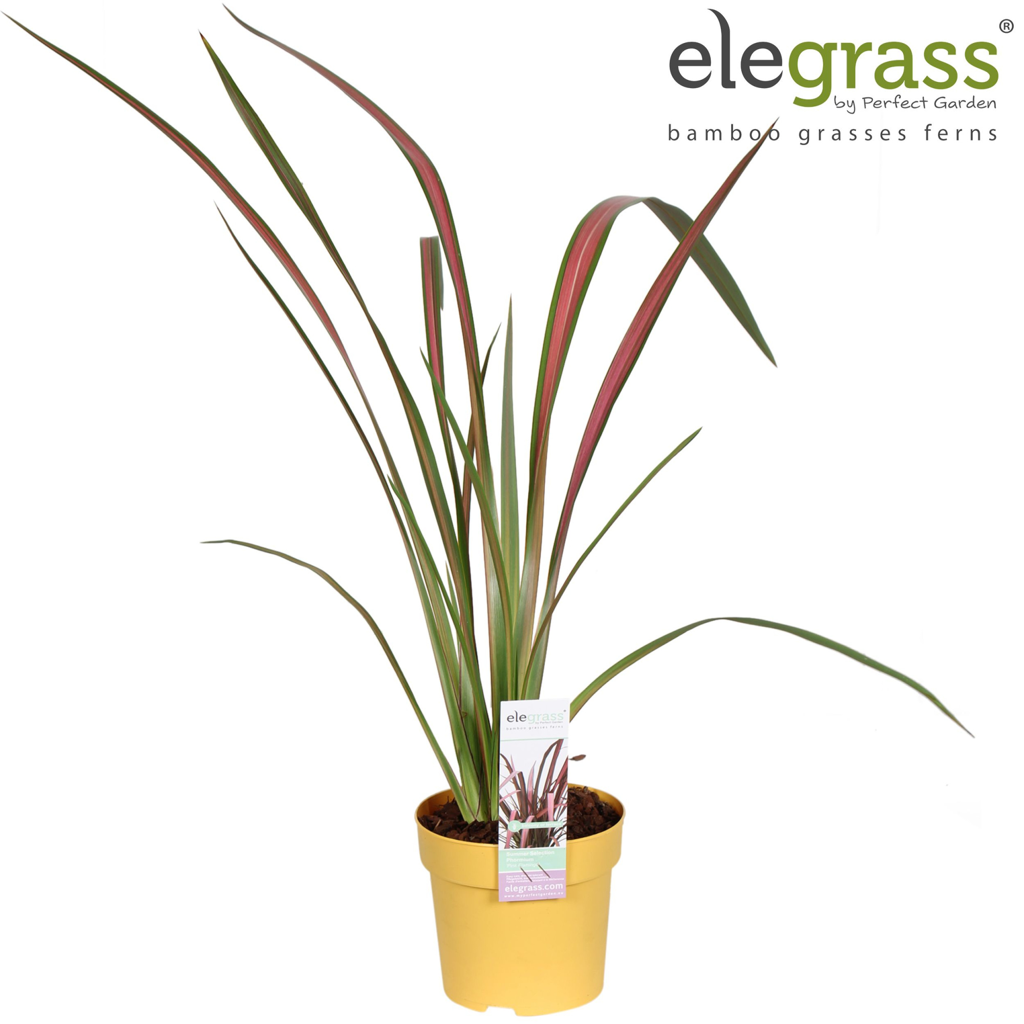 Phormium 'Pink Flamingo' P14, D 14 cm