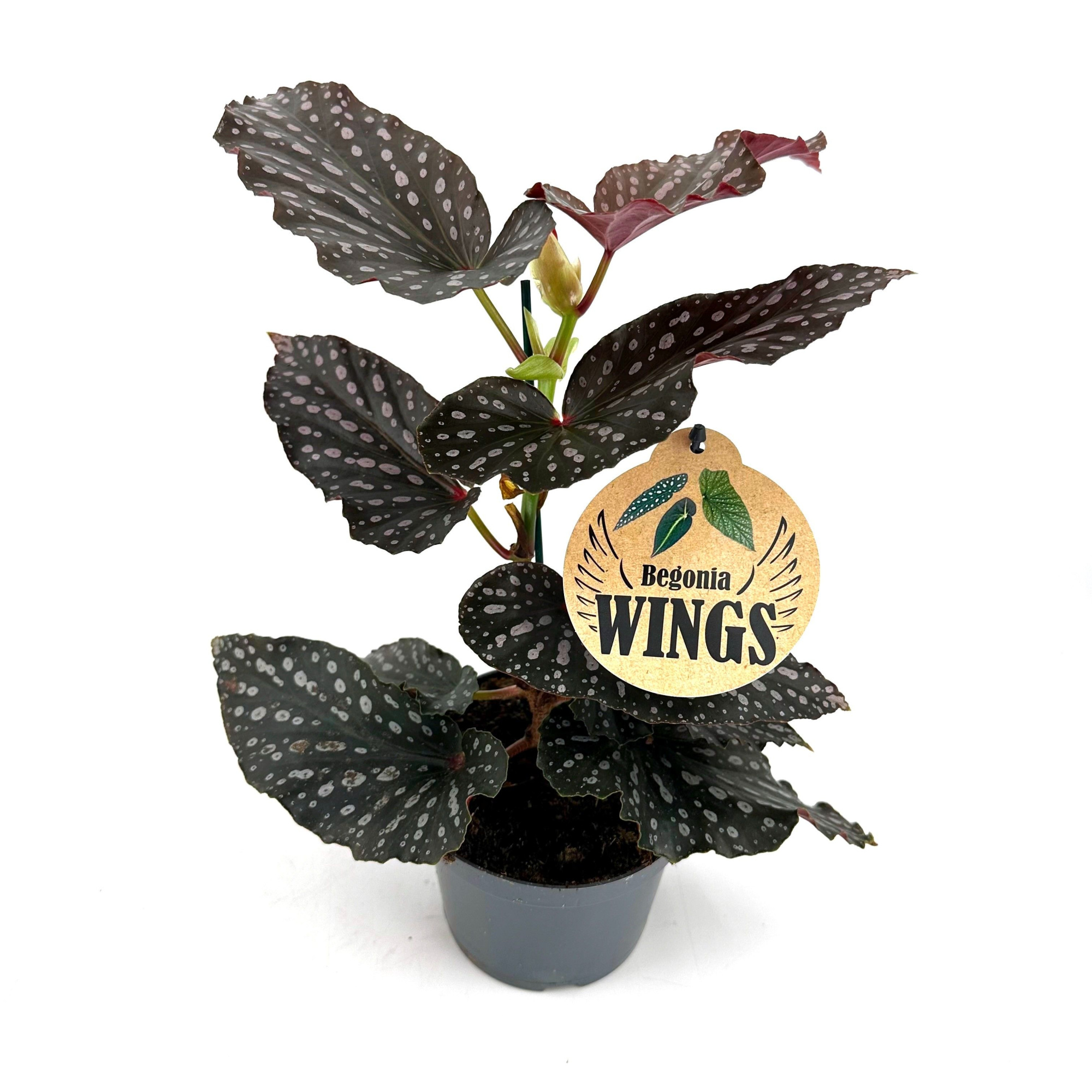 Begonia Momomayu, D 12 cm