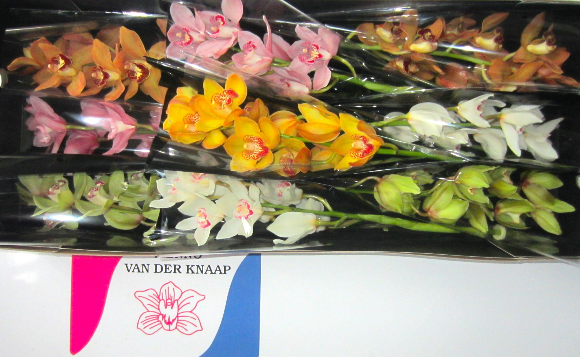 Цимбидиум Микс x9 60, шт.