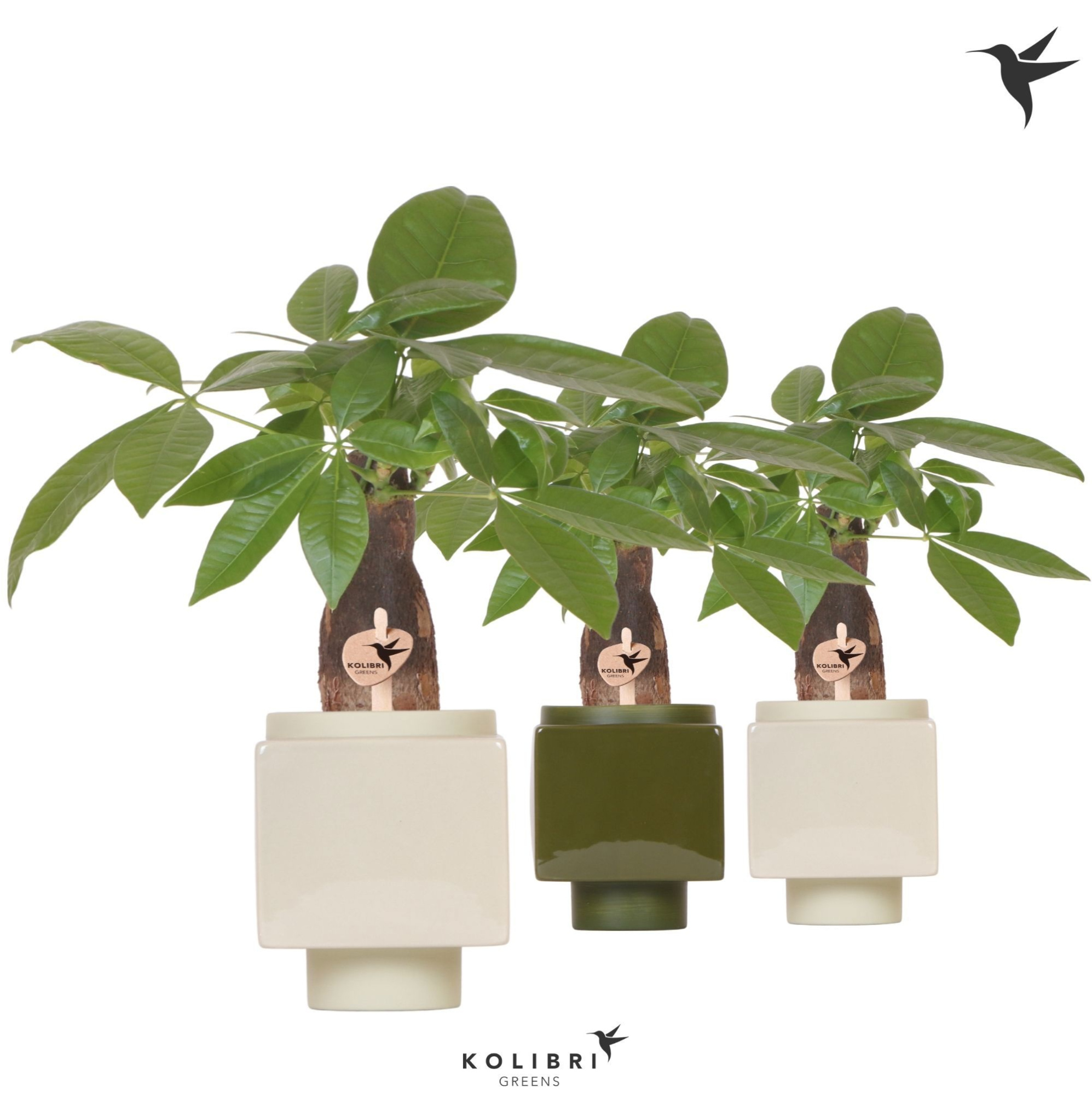 Kolibri Greens Pachira in Cube pot green mix, D 9