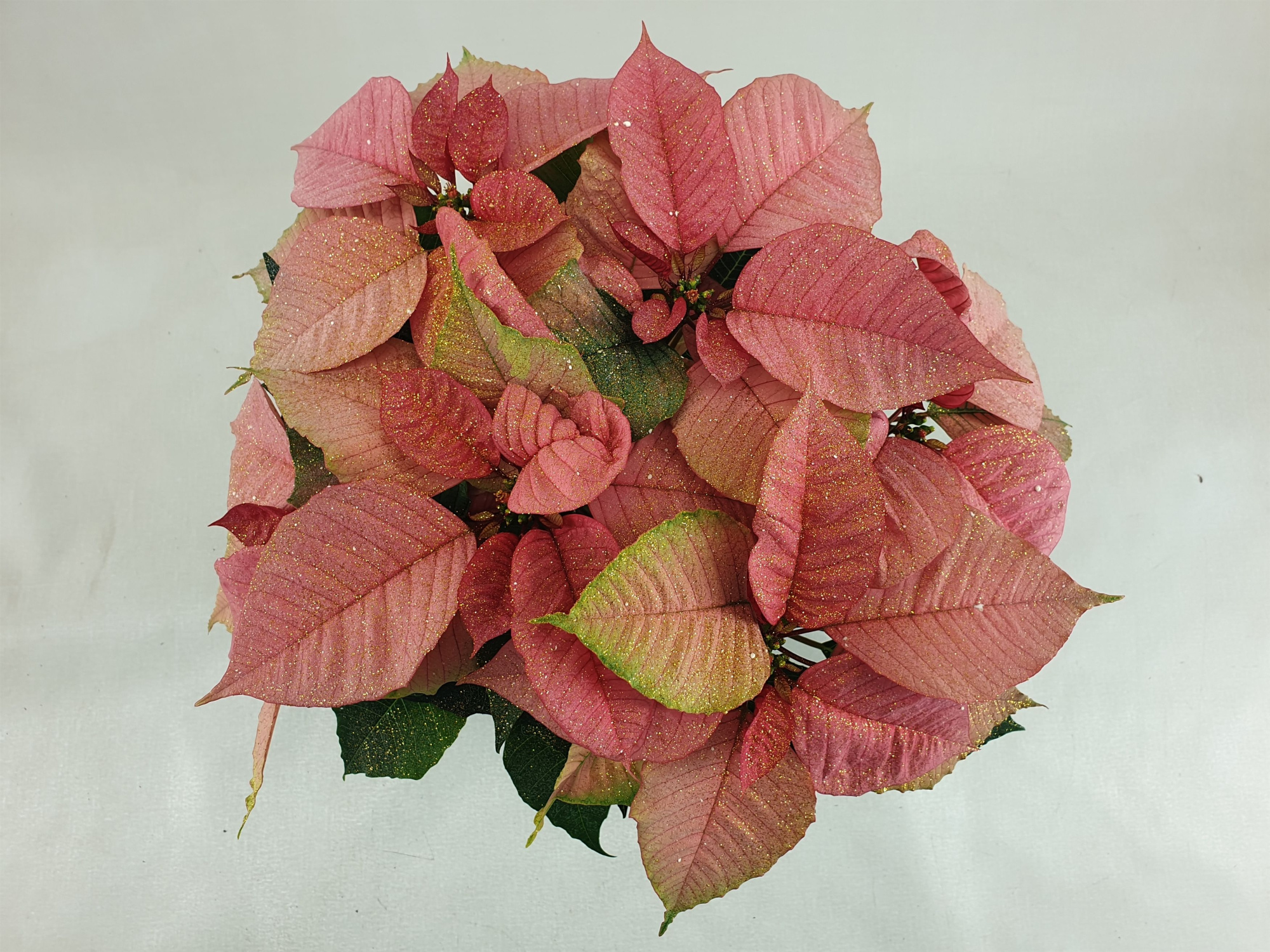 Poin Christmas Feelings Pink pot 13 cm + goudglitter (Euphorbia), D 13 cm