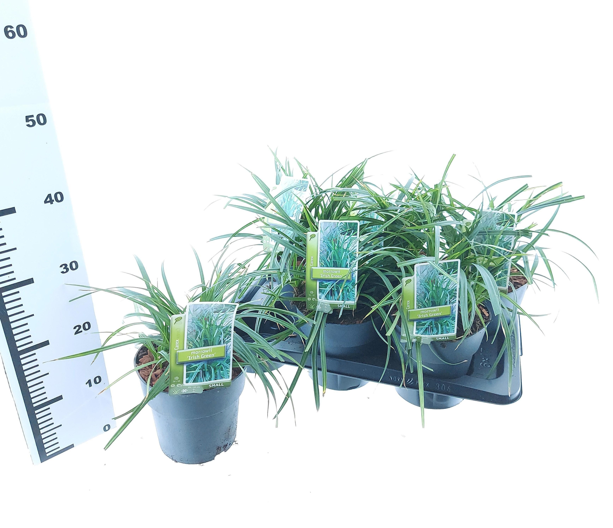 Carex morrowii 'Irish Green', D 17