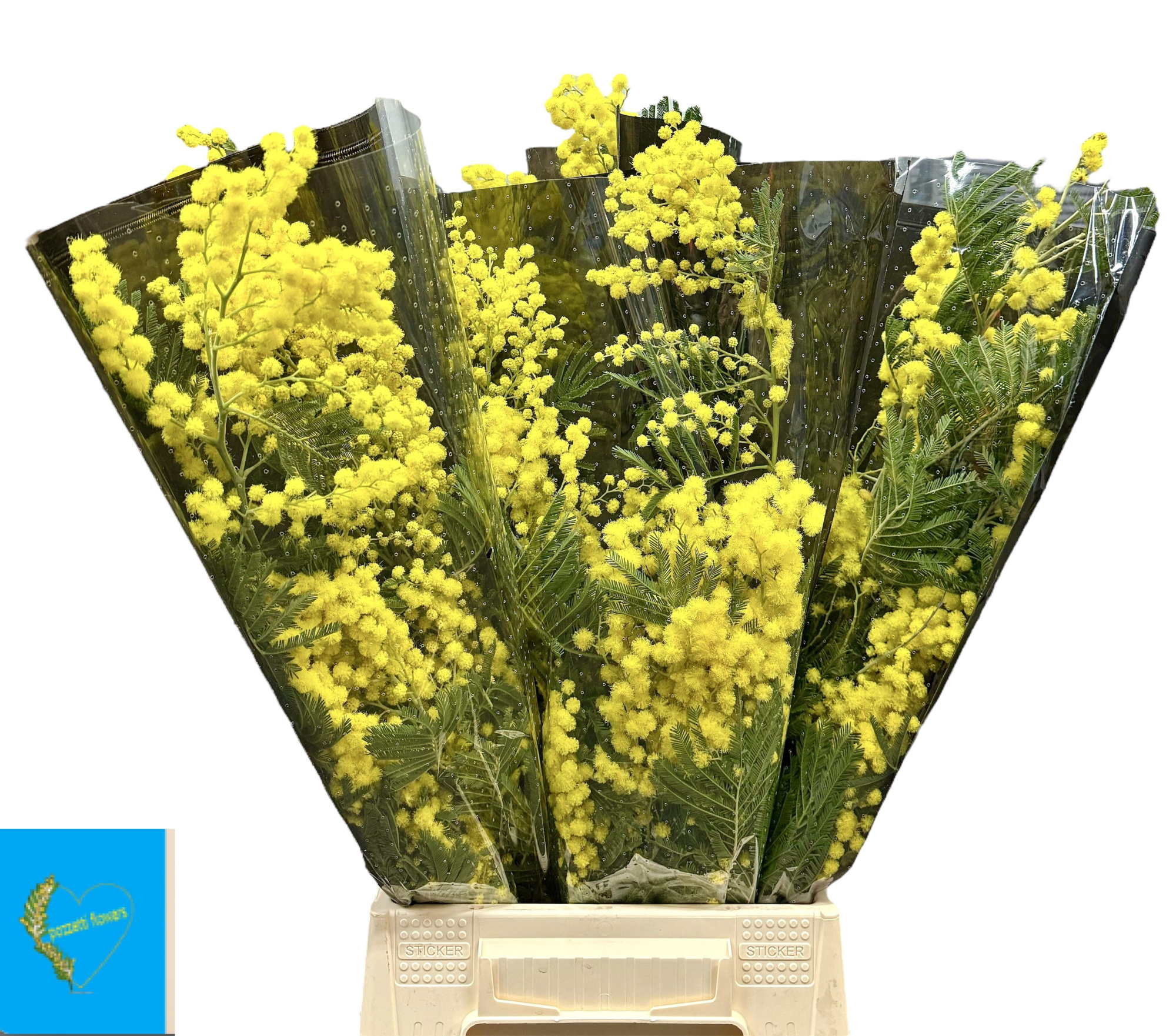 Мимоза Балеана за пучок 65, пуч.