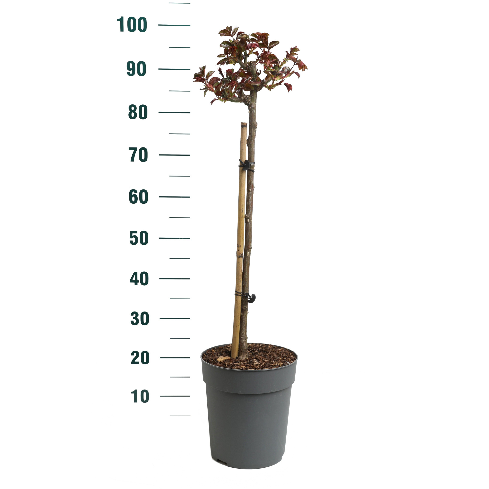 Rosa 'Sunmaid' - 60 Stam - Exclusive Collection, D 24 cm