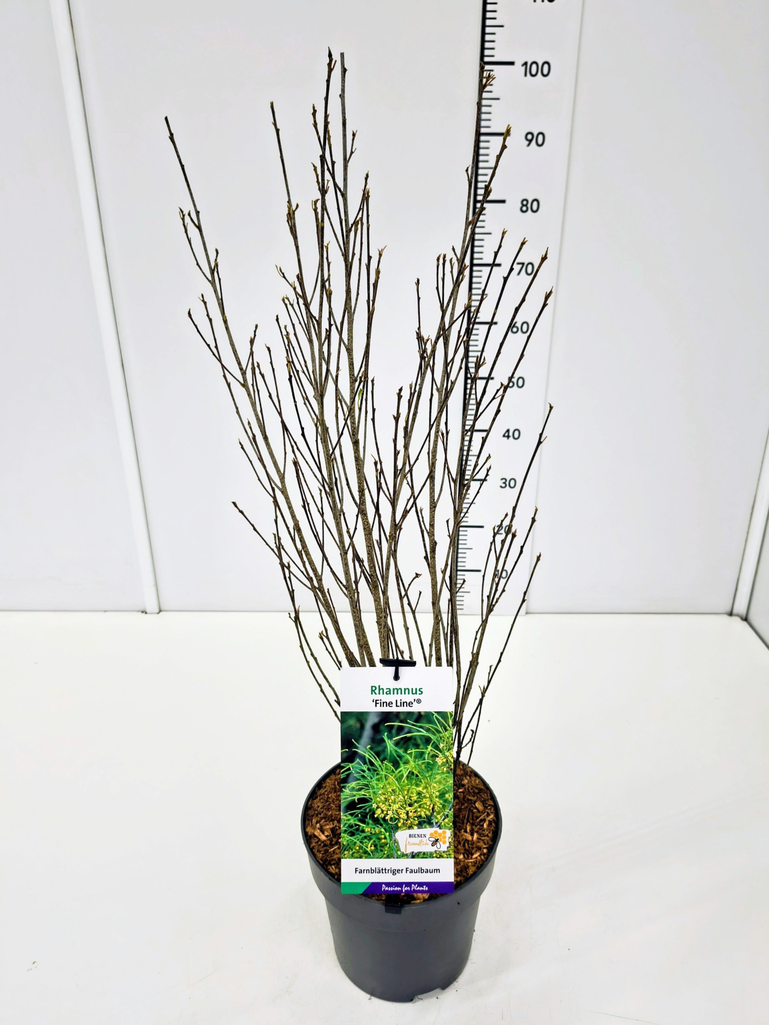 Rhamnus fran. 'Fine Line' 60-80C5, D 23 cm