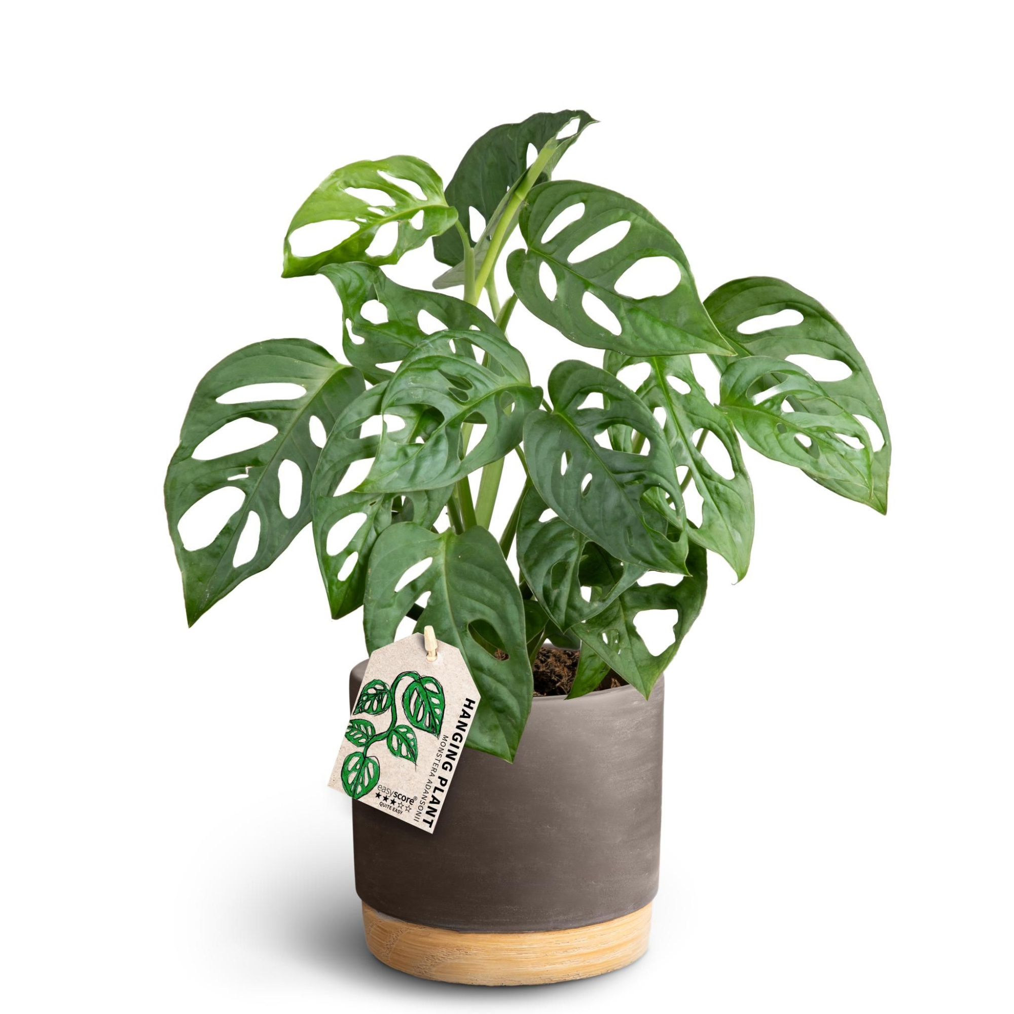 Woodbase Mocca, Monstera adansonii, D 12 cm