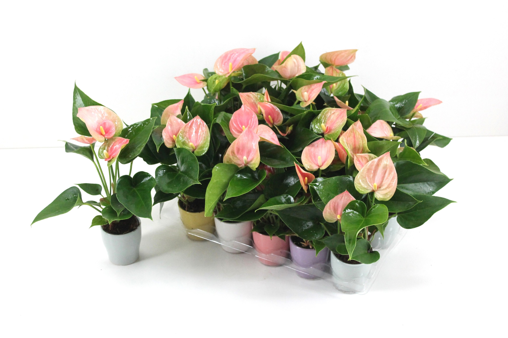 Anthurium Flamingo Pink 7cm met keramiek, D 7 cm