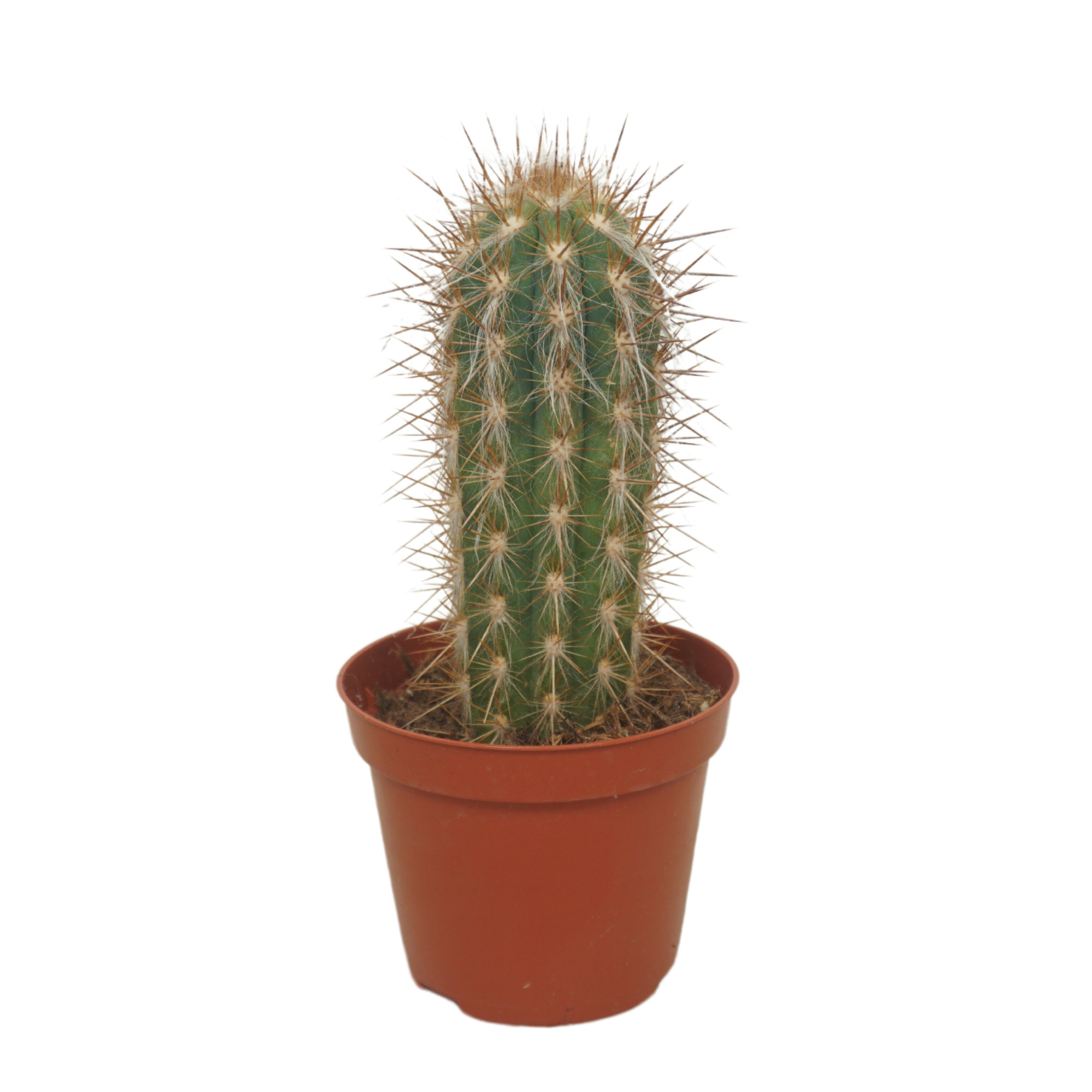 Pilosocereus gounellei 8,5 cm, D 8,5 cm