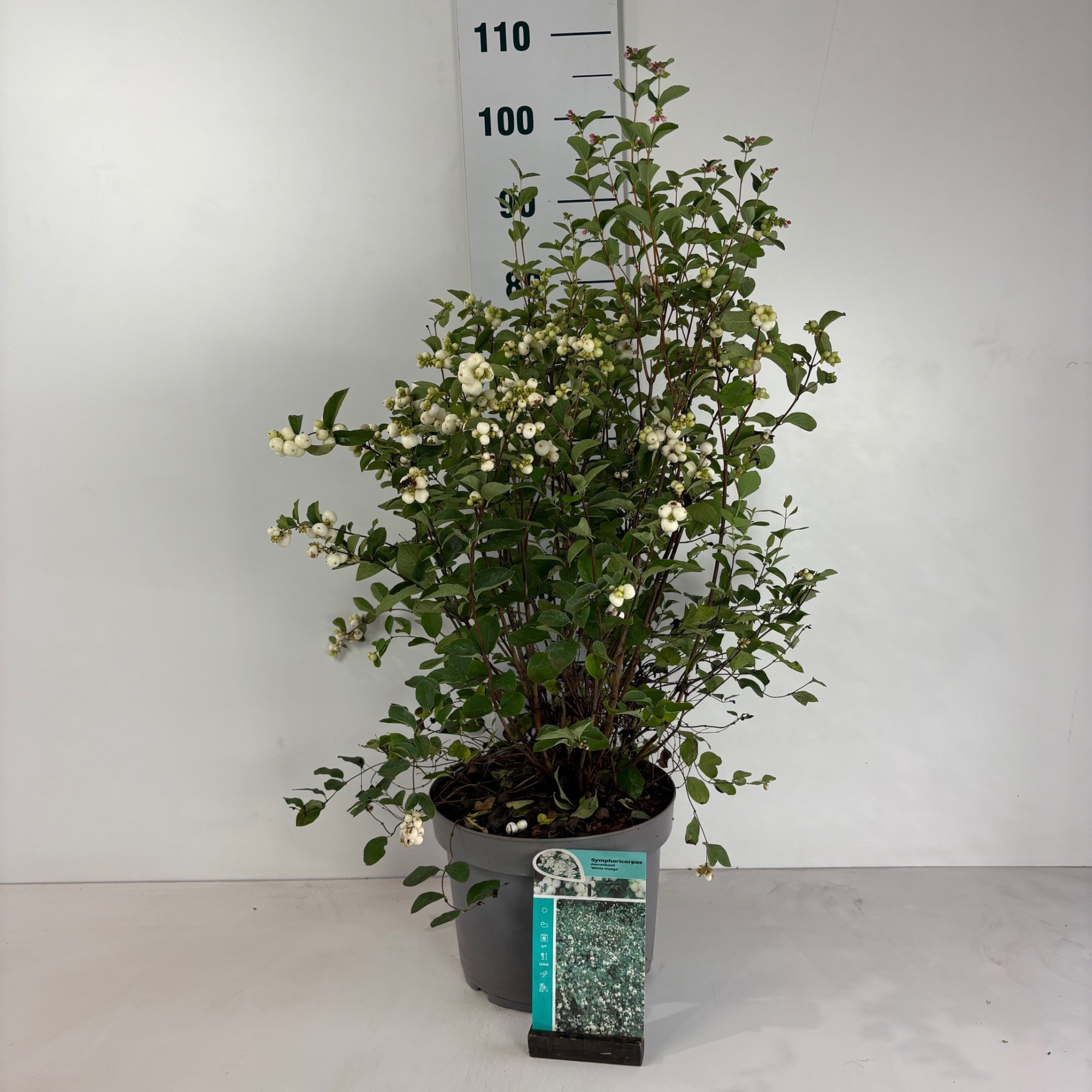 Symphoricarpos doorenbosii White Hedge, D 29 cm